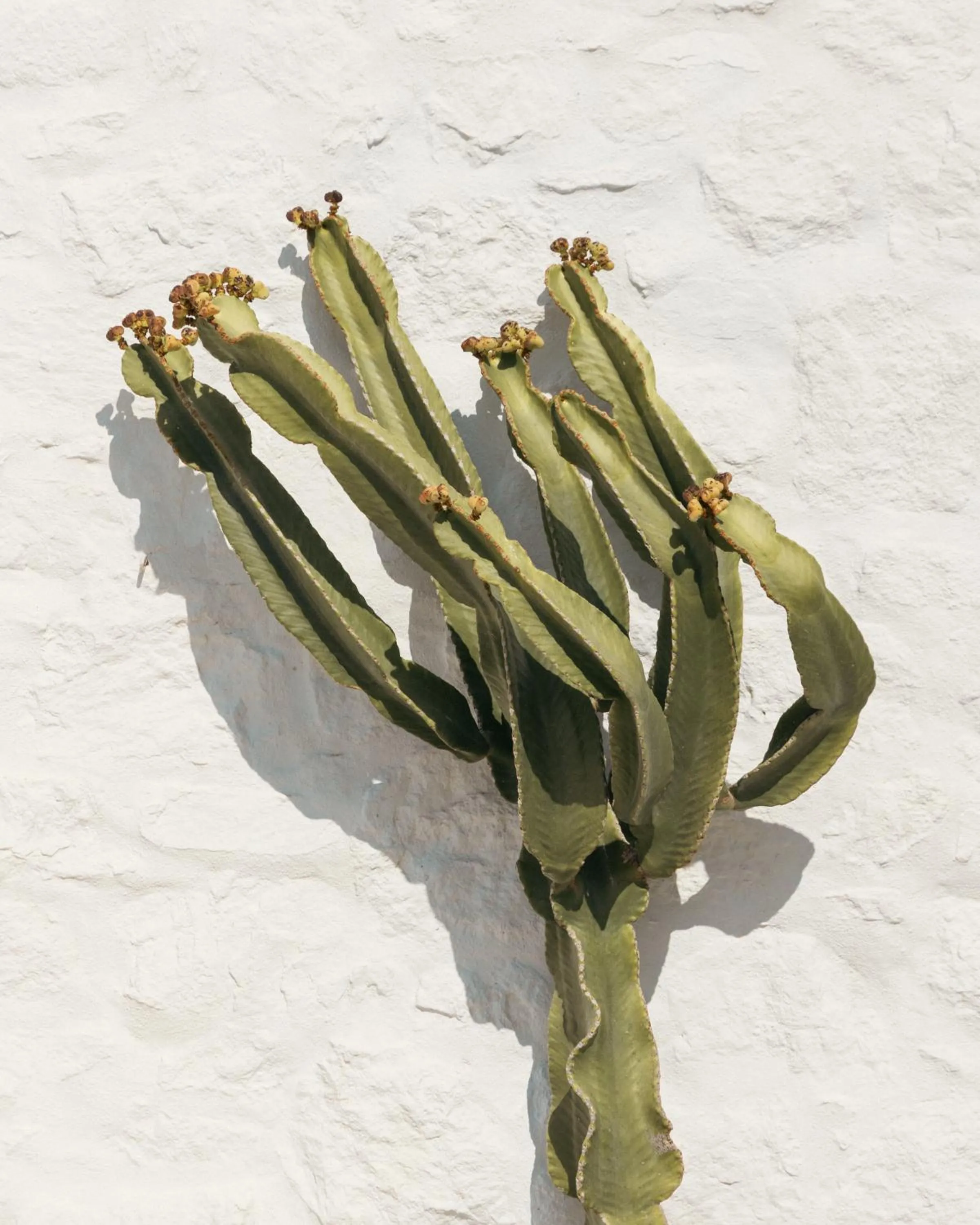 Day in Albatros Club Mykonos