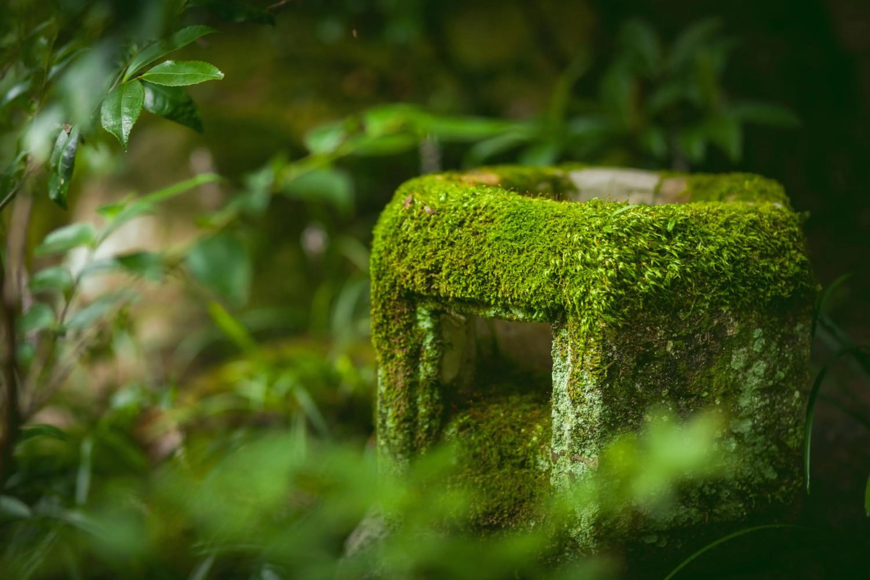 Garden view in Funaya