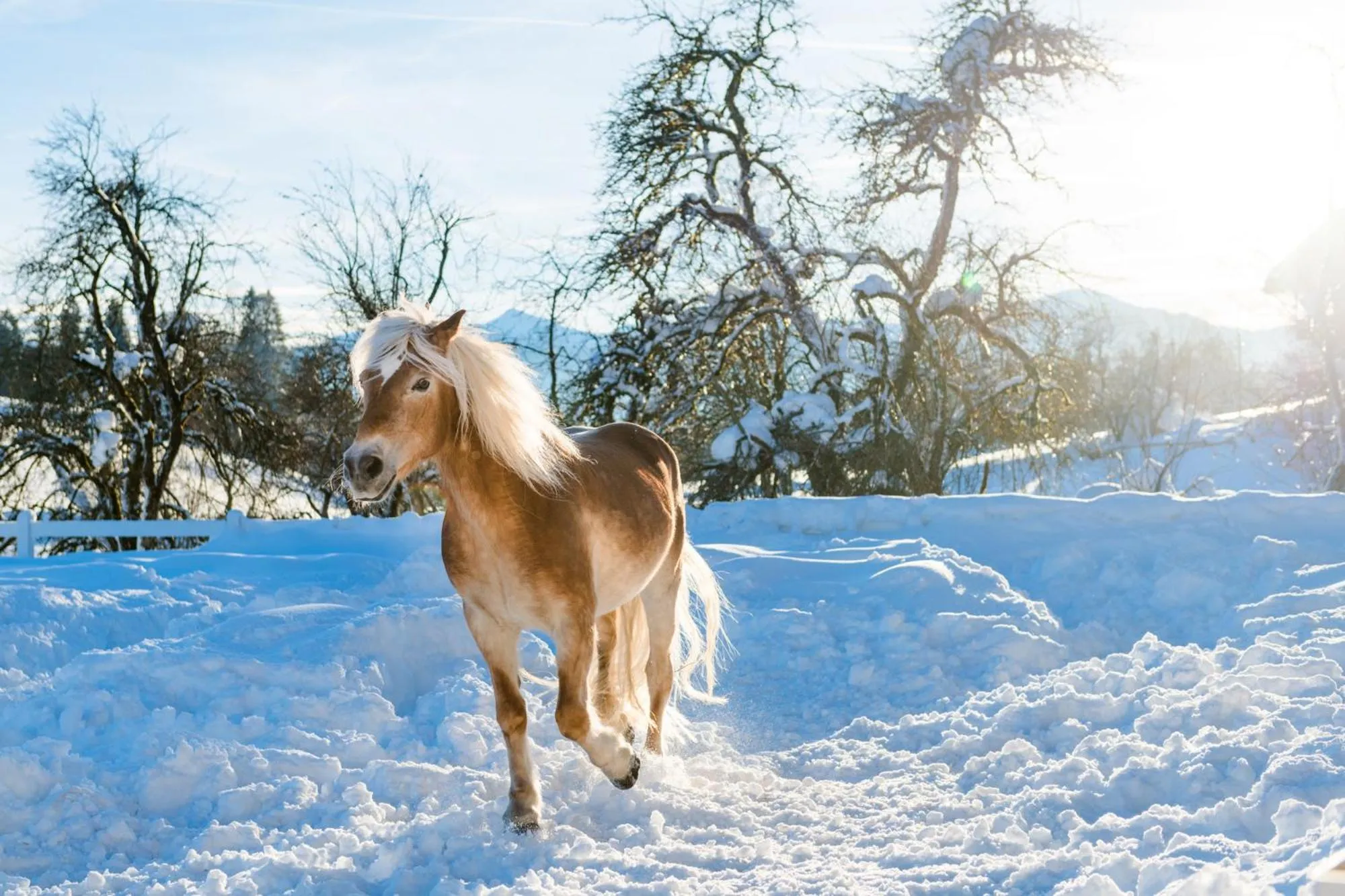 Day in Beim Hochfilzer Superior 4 Sterne