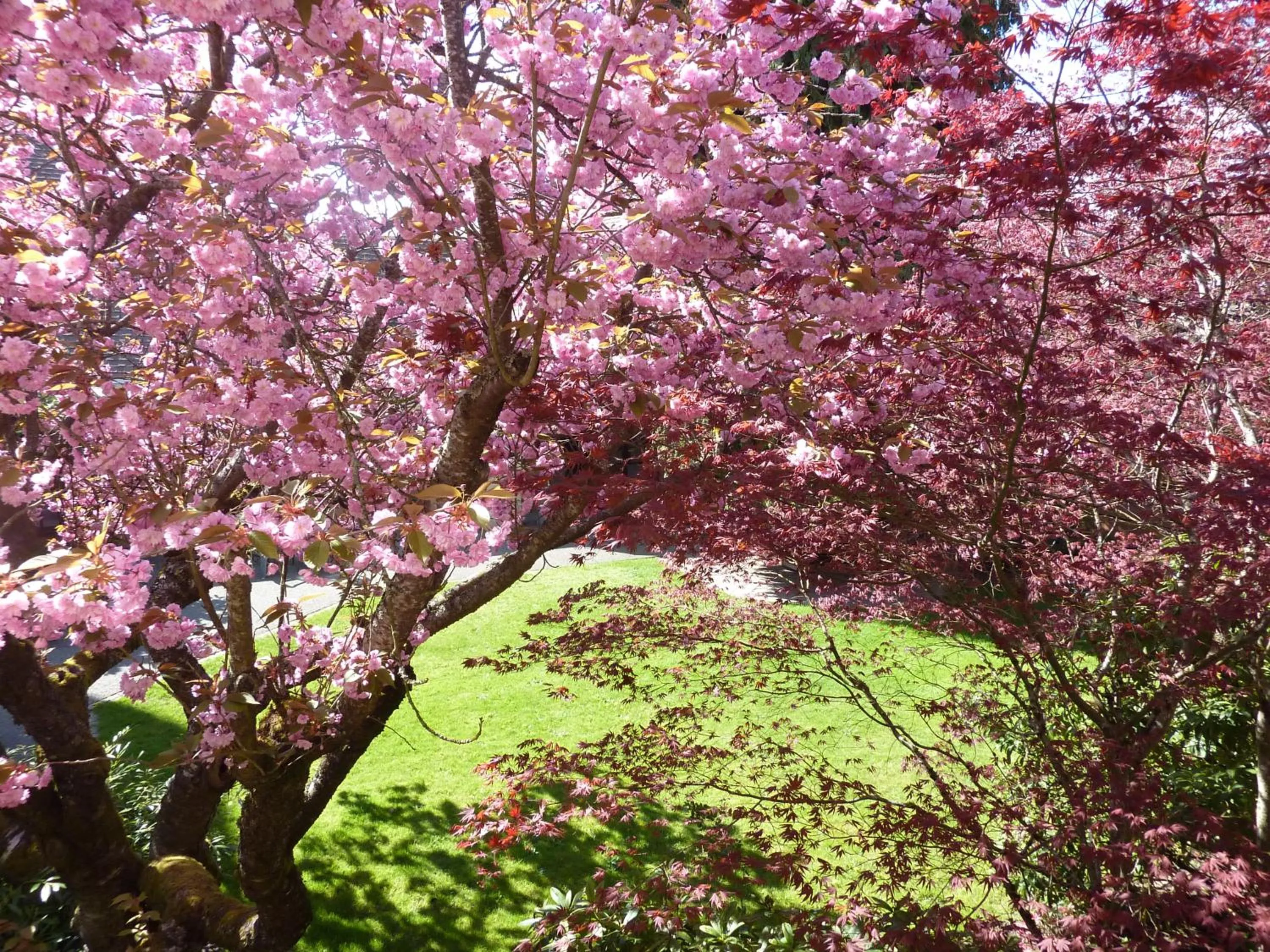 Garden in Ramada by Wyndham Duncan Cowichan Valley