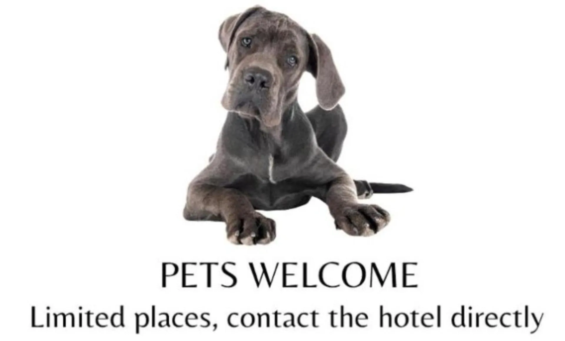 Pets in Alpstay - Smart Hotel Saslong