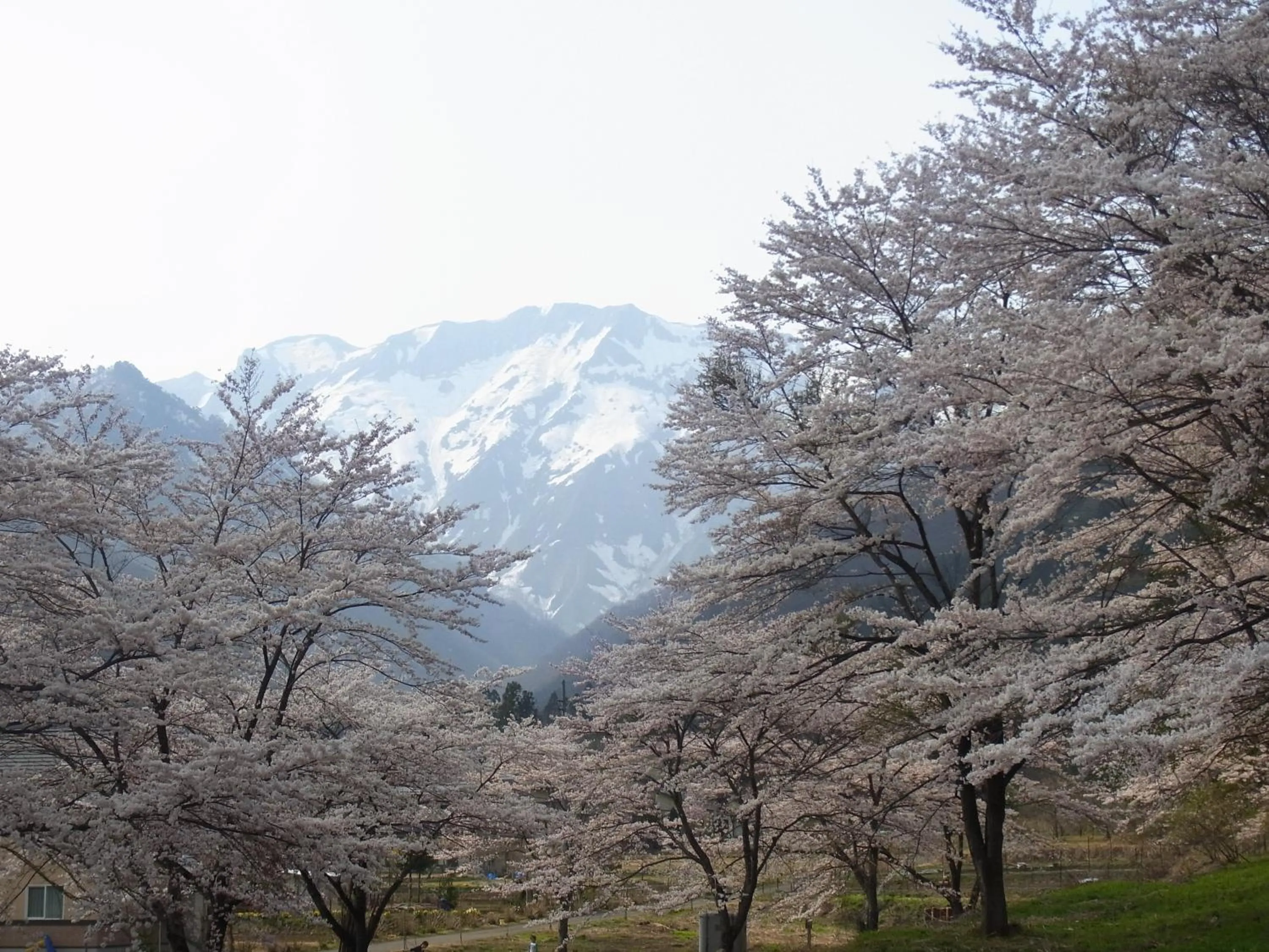 Spring in Ryokan Tanigawa