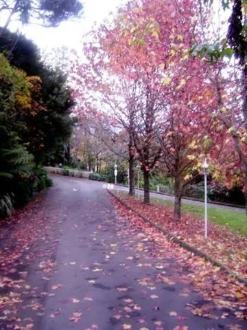 Garden in Wallaceville Motor Lodge