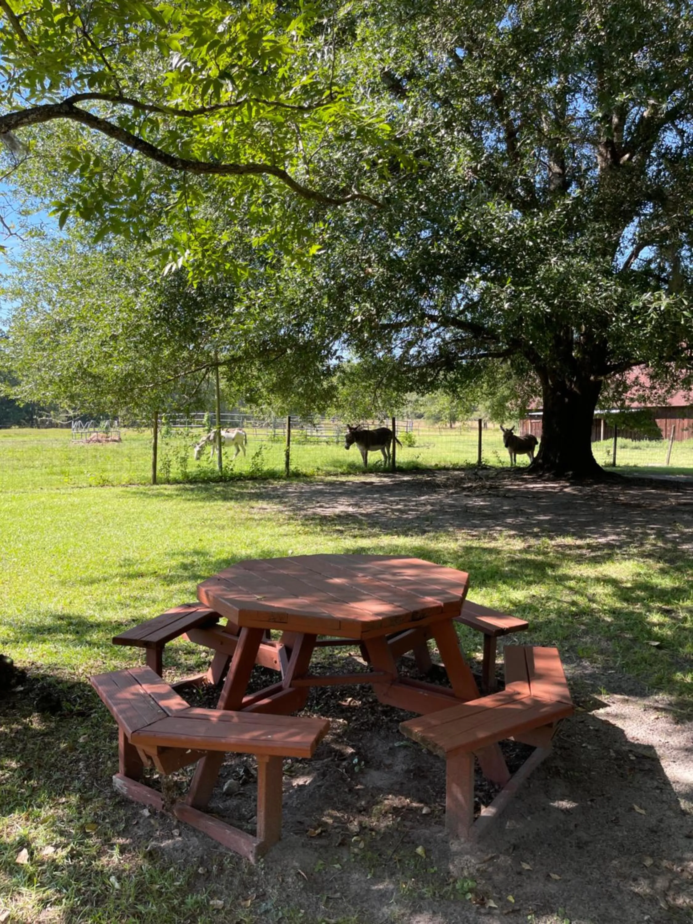 View (from property/room) in Dublin Farm