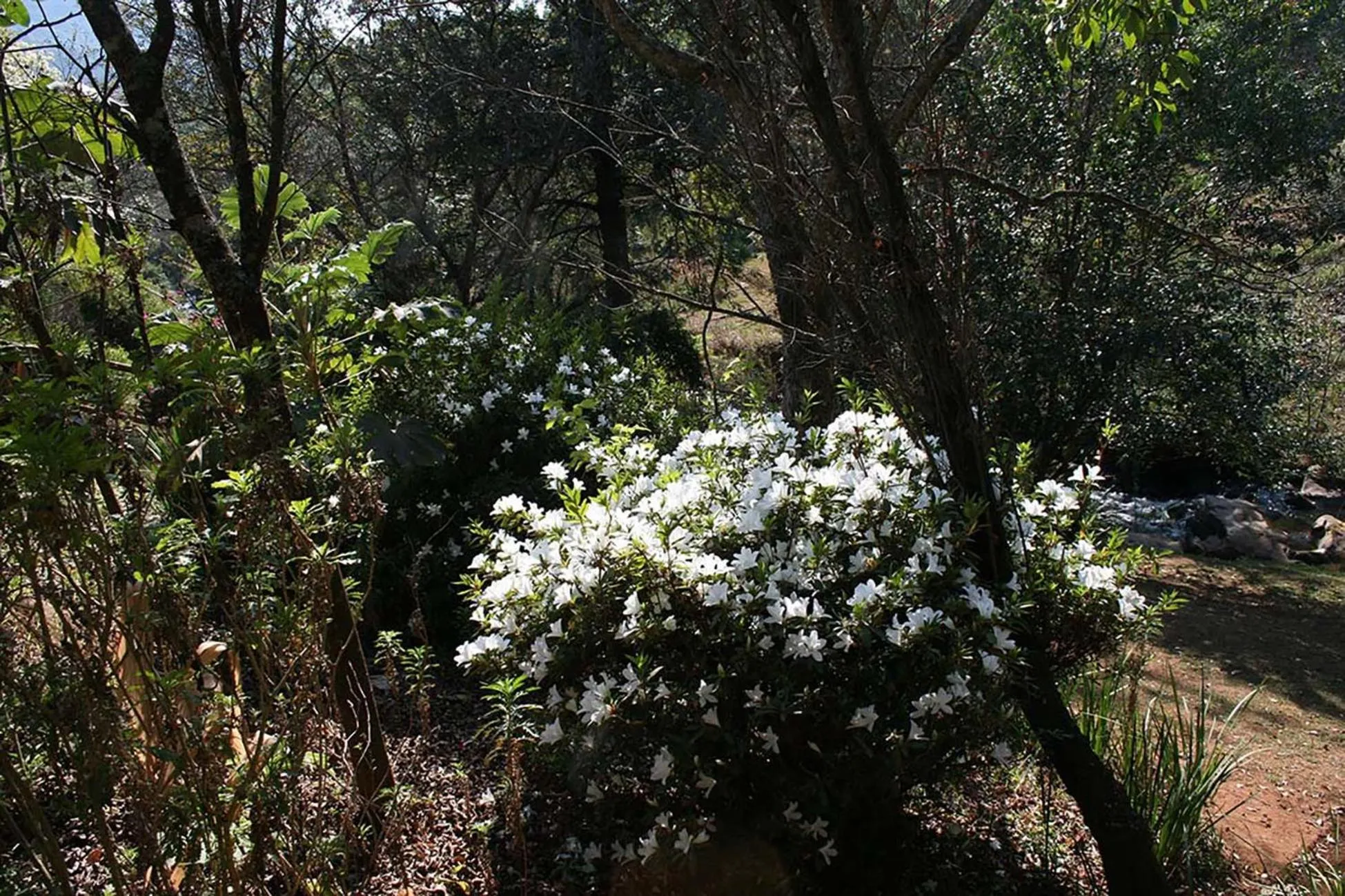 Garden in Sabie Star