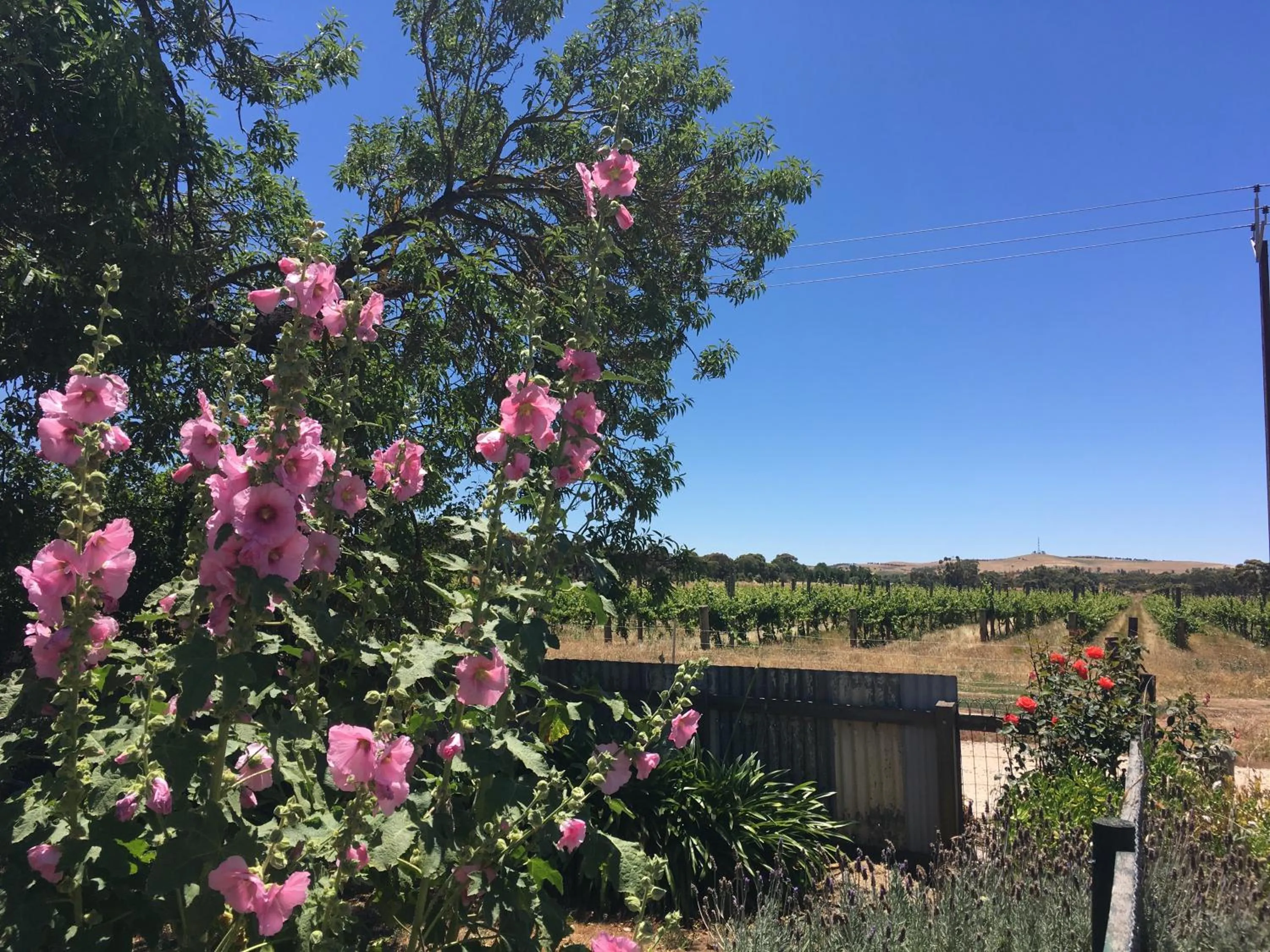 Garden view in Amy's House Bed & Breakfast