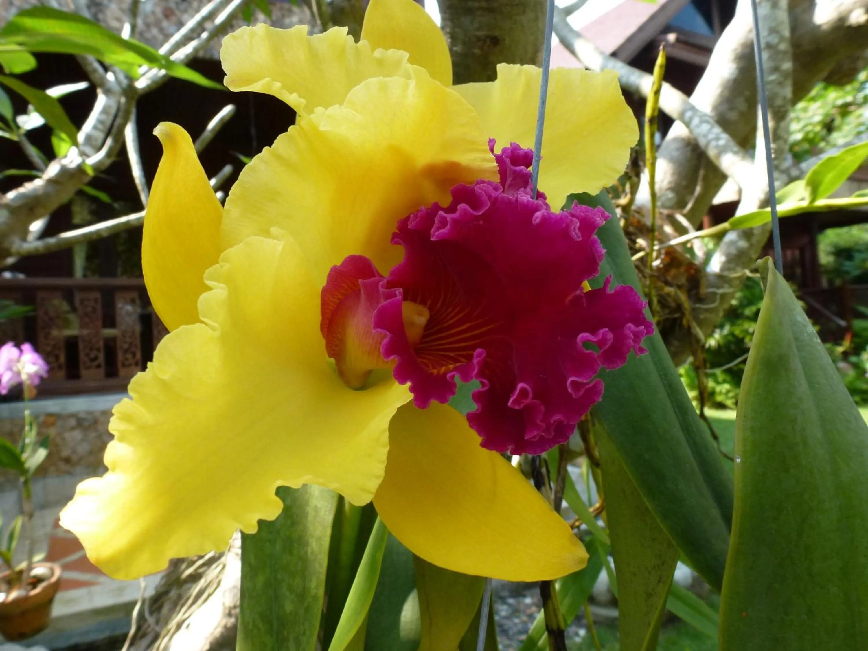 Natural landscape in Baan Laem Noi Villa's