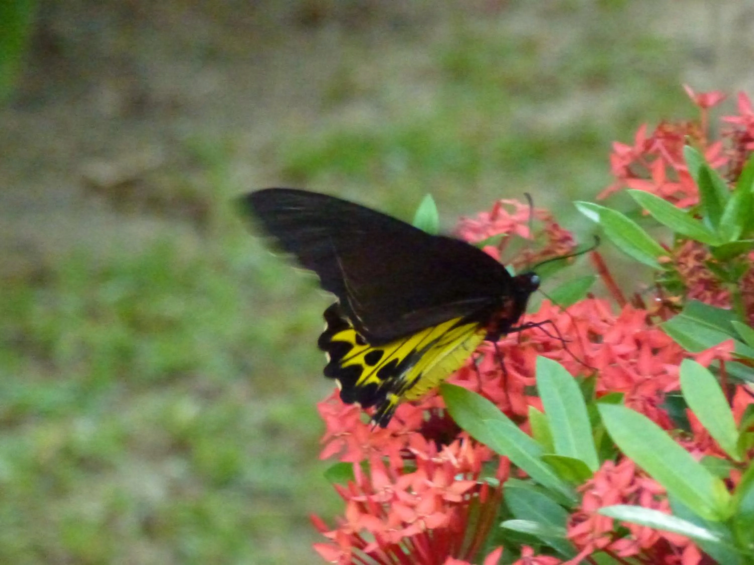 Baan Laem Noi Villa's