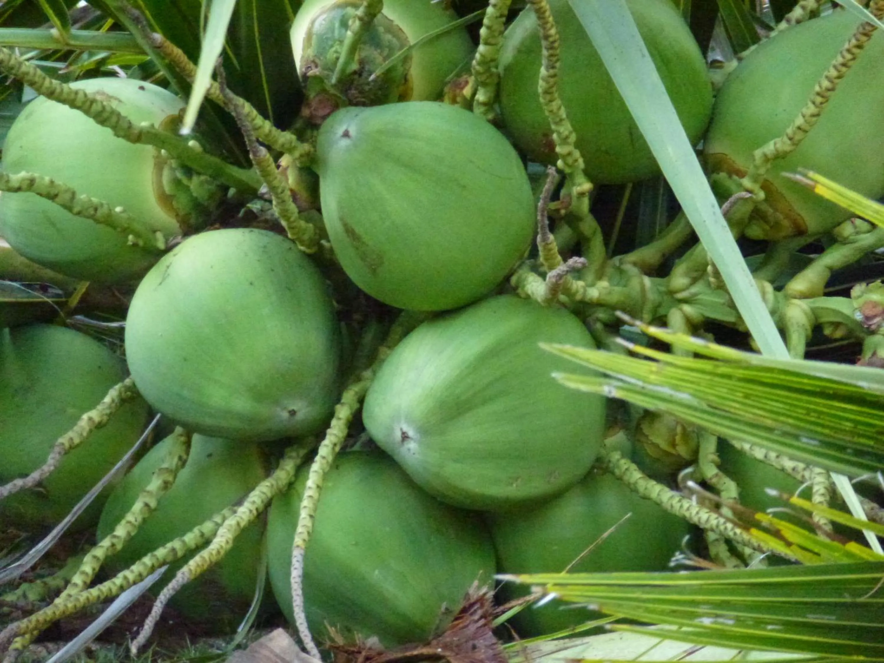 Natural landscape in Baan Laem Noi Villa's