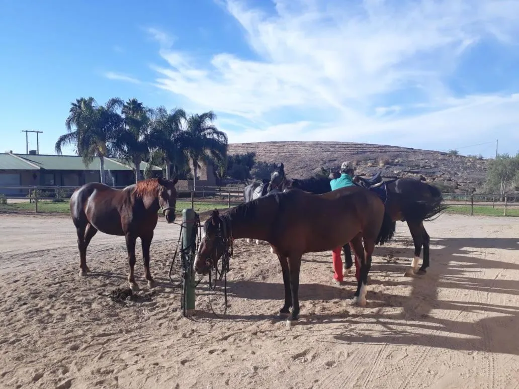 Animals in Augrabies De Oude Stoor Guesthouse