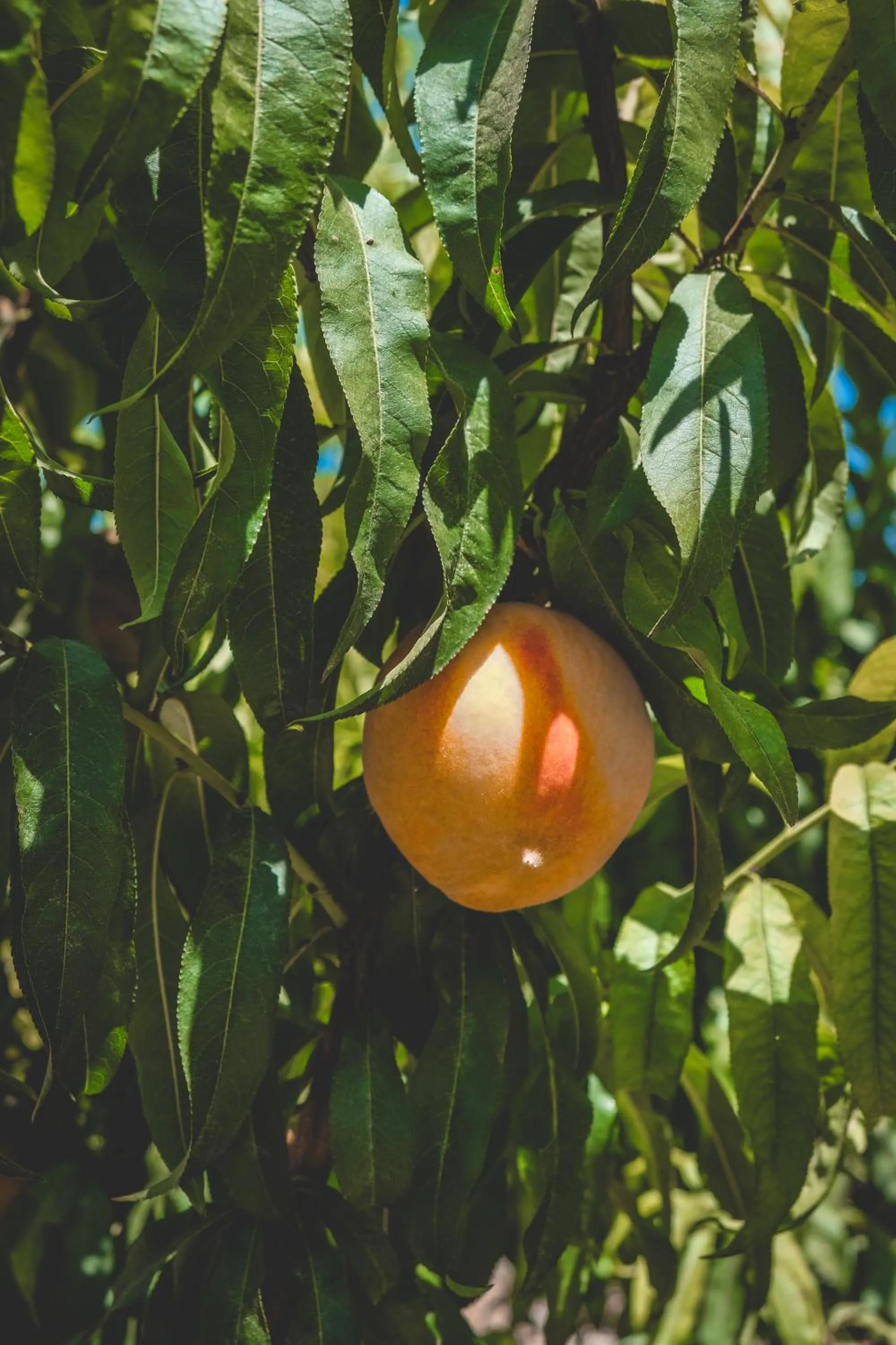 Garden in Natureland Efes Pension