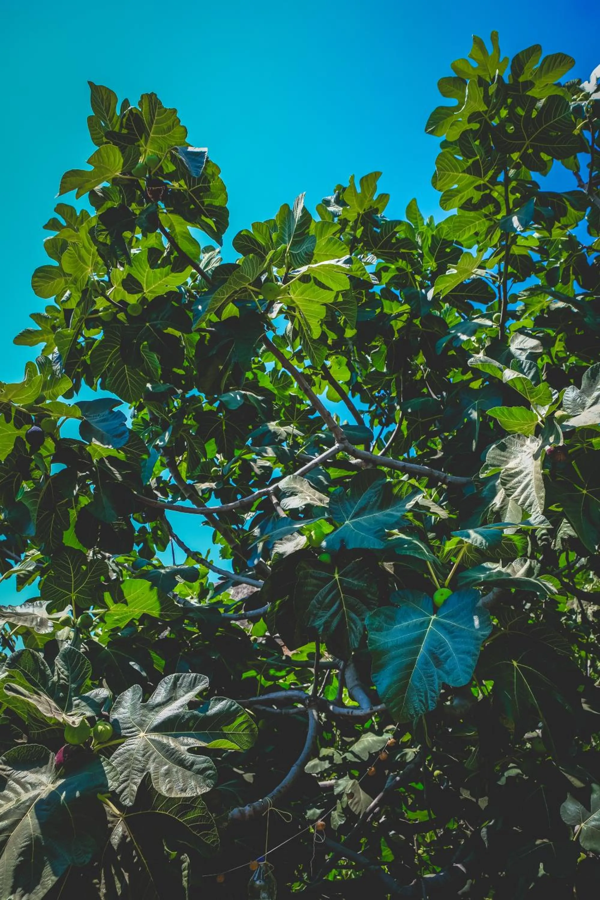 Garden in Natureland Efes Pension