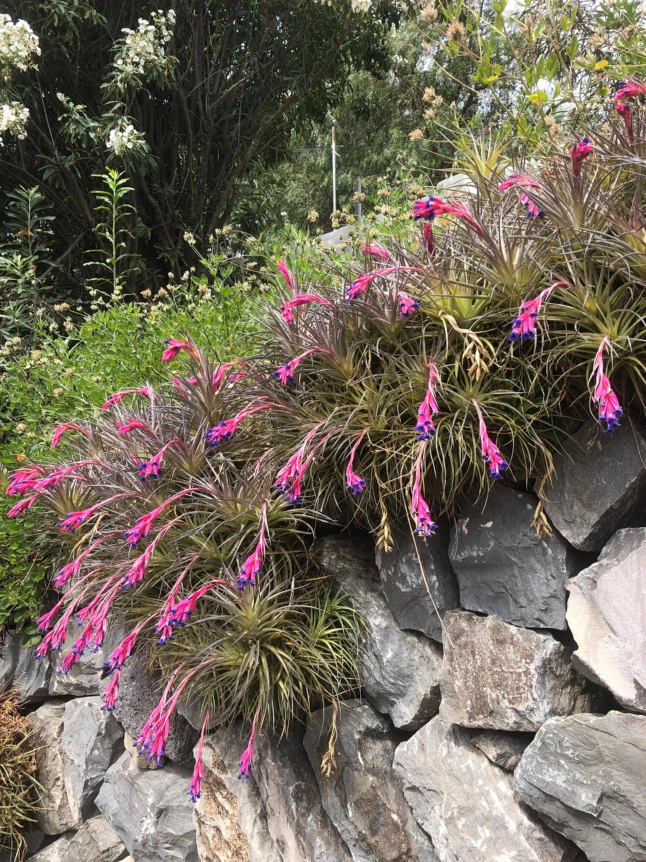 Garden in Hotel Rural Ibo Alfaro - OFFLINE HOTEL