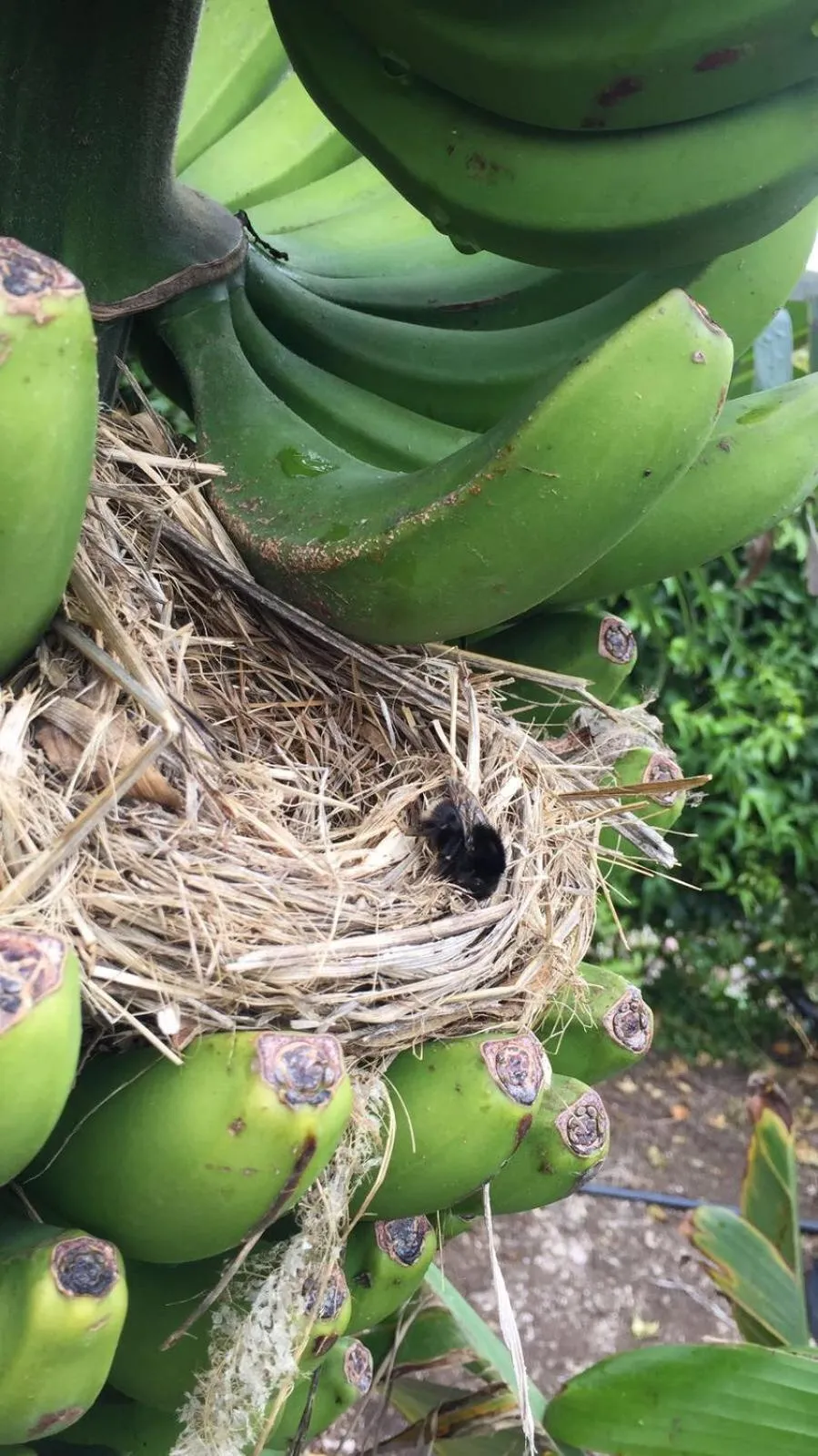 Garden in Hotel Rural Ibo Alfaro - OFFLINE HOTEL