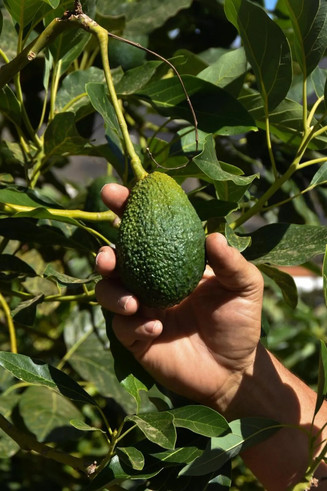 Garden in Hotel Rural Ibo Alfaro - OFFLINE HOTEL