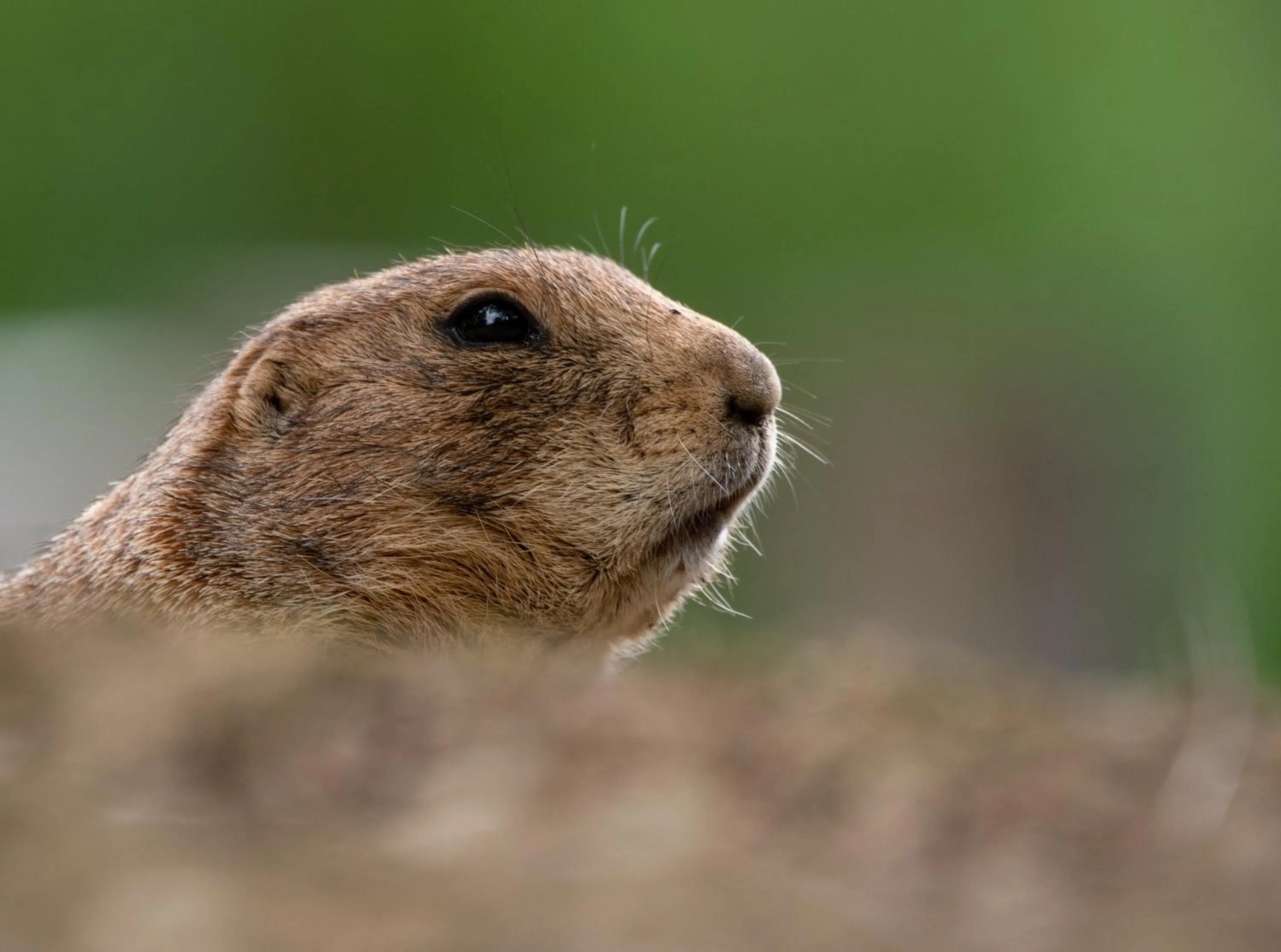 Nearby landmark in Hôtel Hélianthe