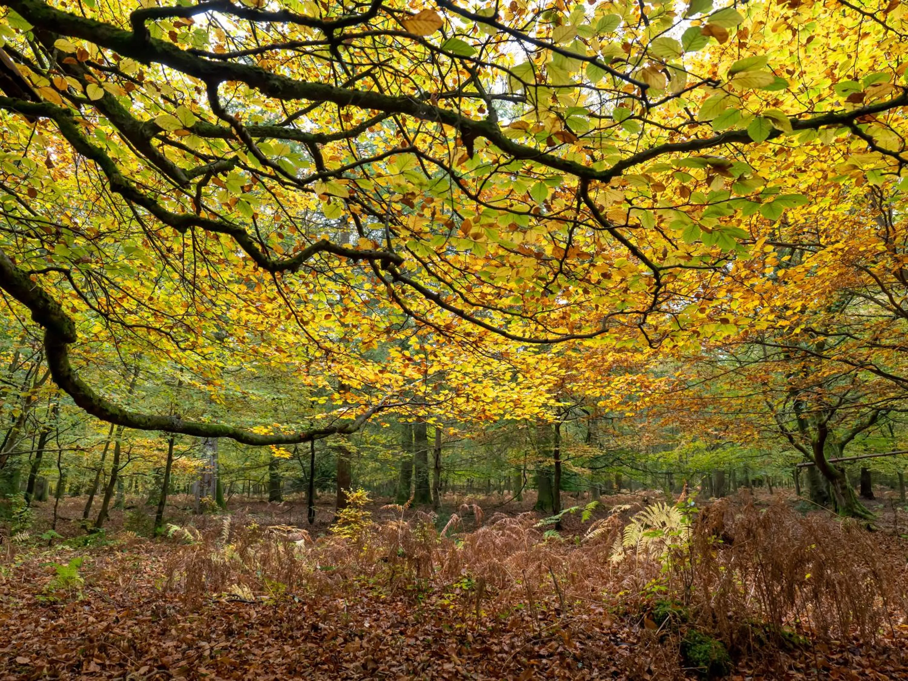 Natural landscape in Wildwood B&B