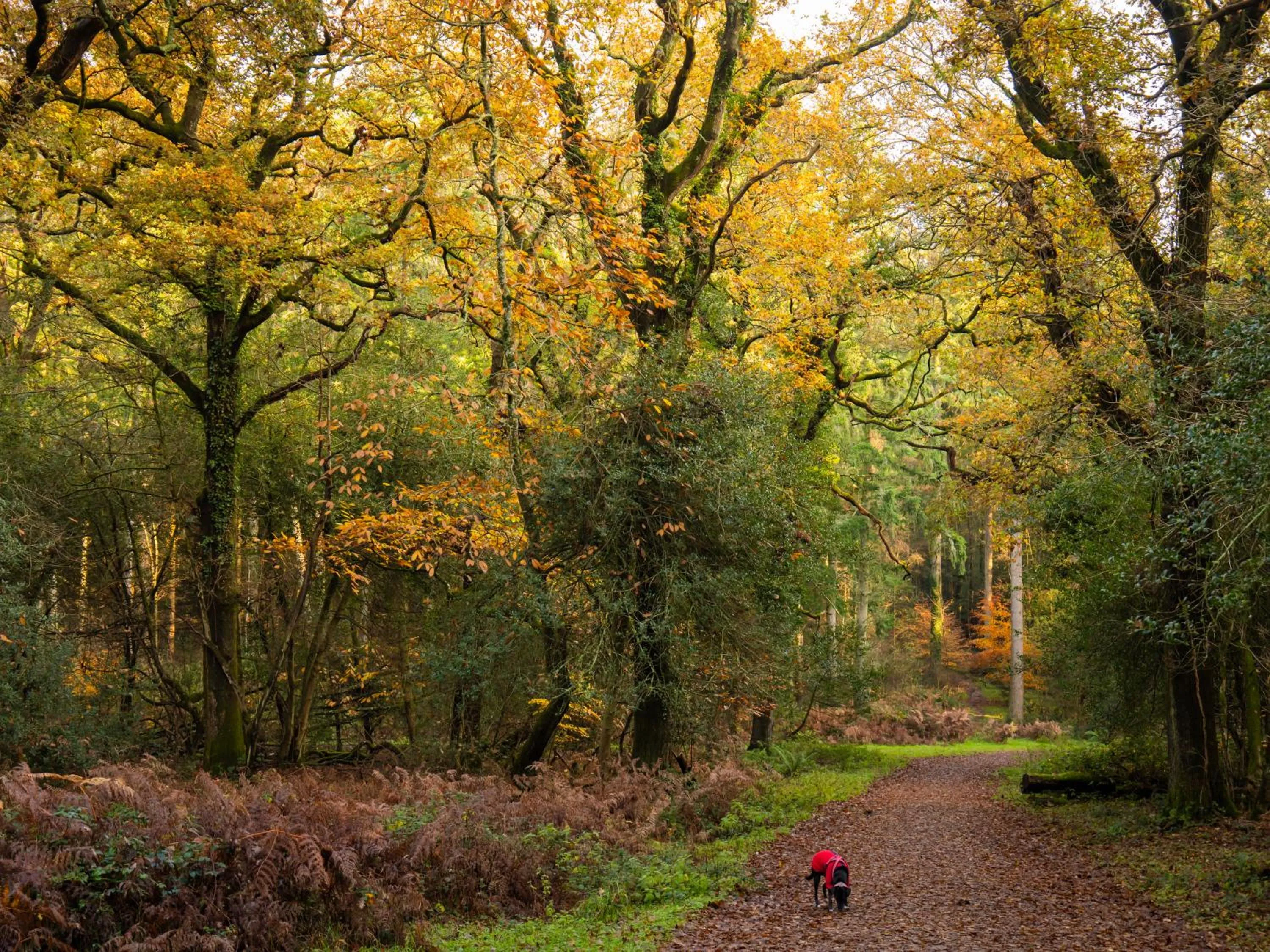 Natural landscape in Wildwood B&B