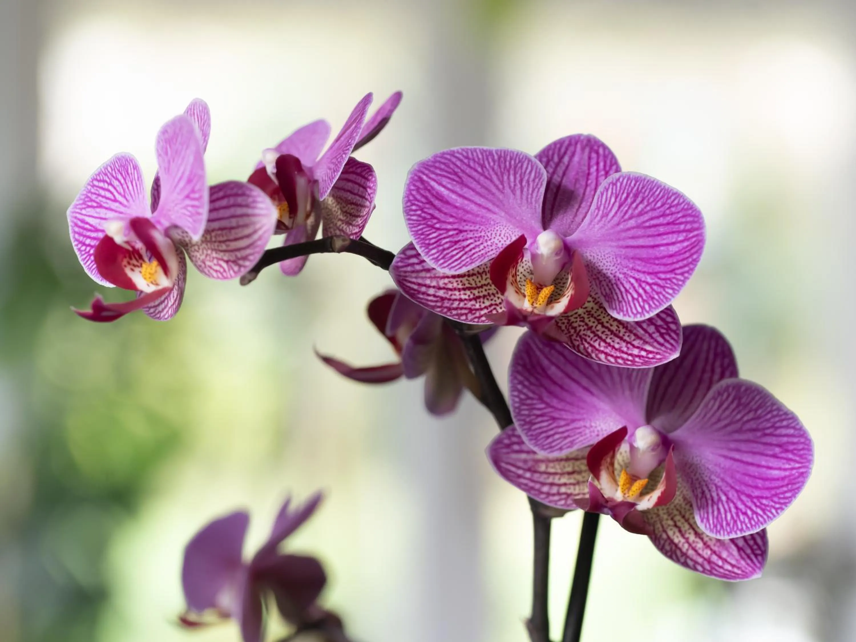 Decorative detail in Wildwood B&B