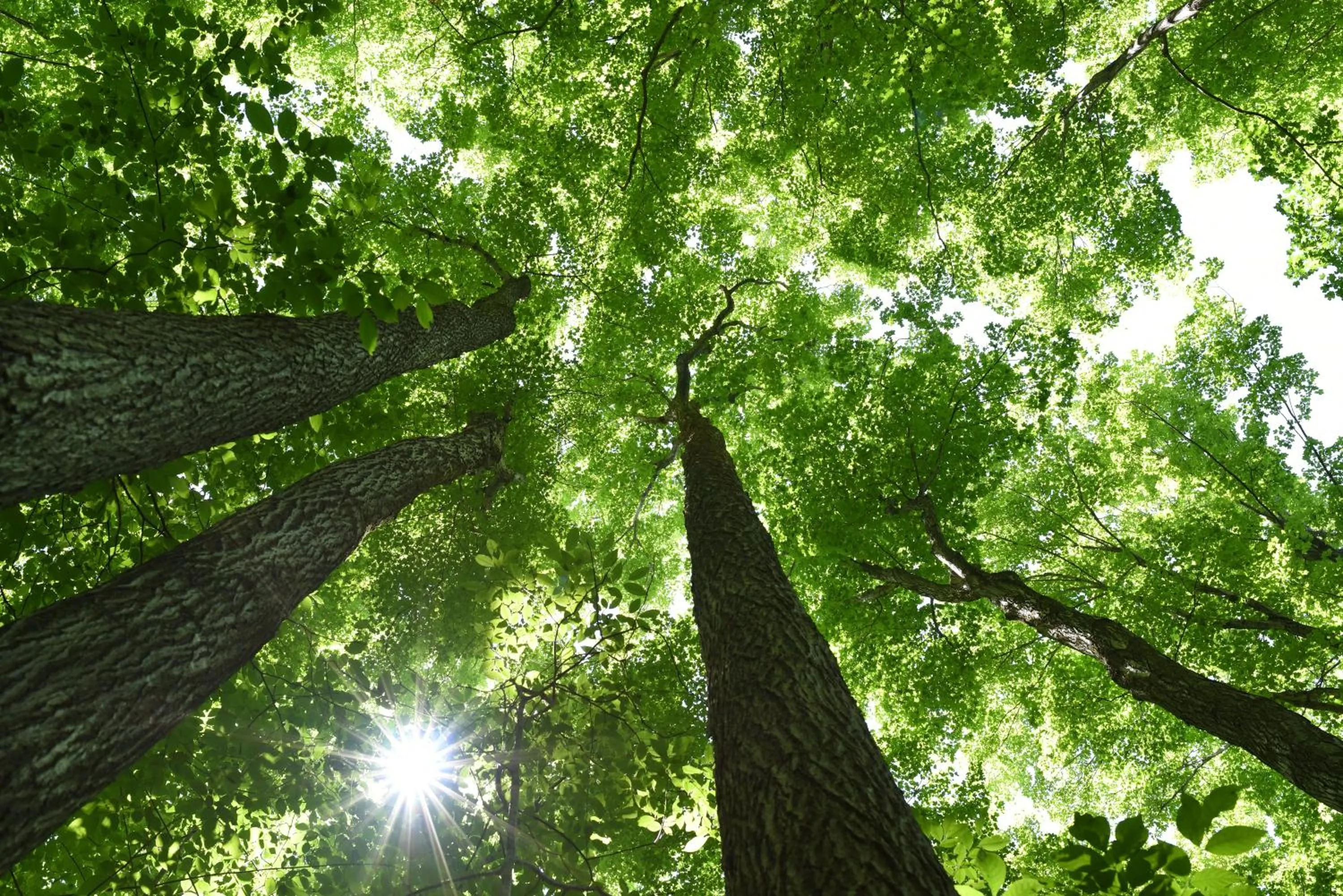 Spring in Millcroft Inn & Spa