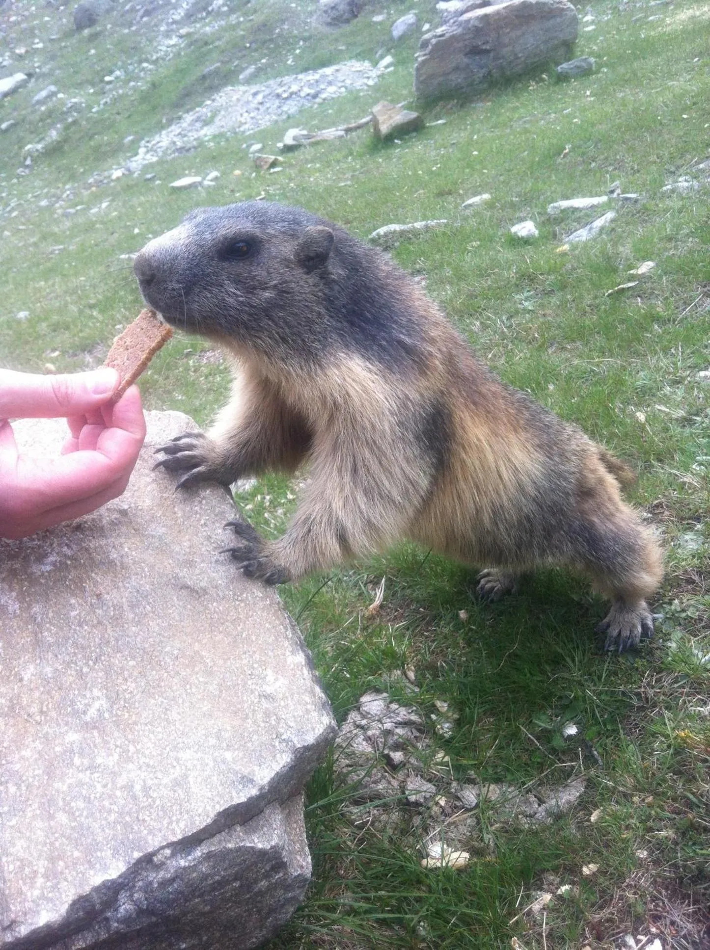 Hiking in Elite Alpine Lodge - Apart & Breakfast