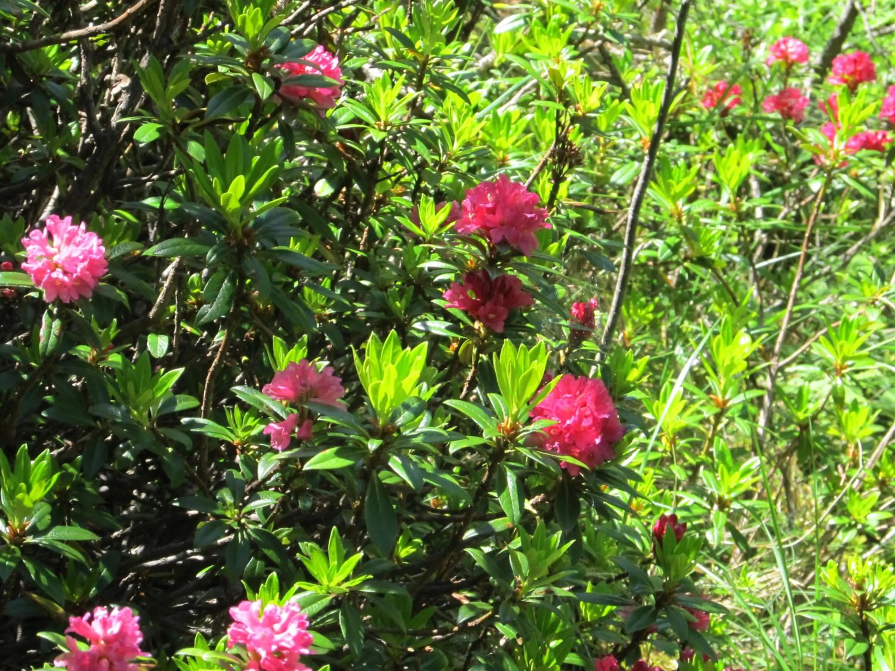 Activities in Miramonti