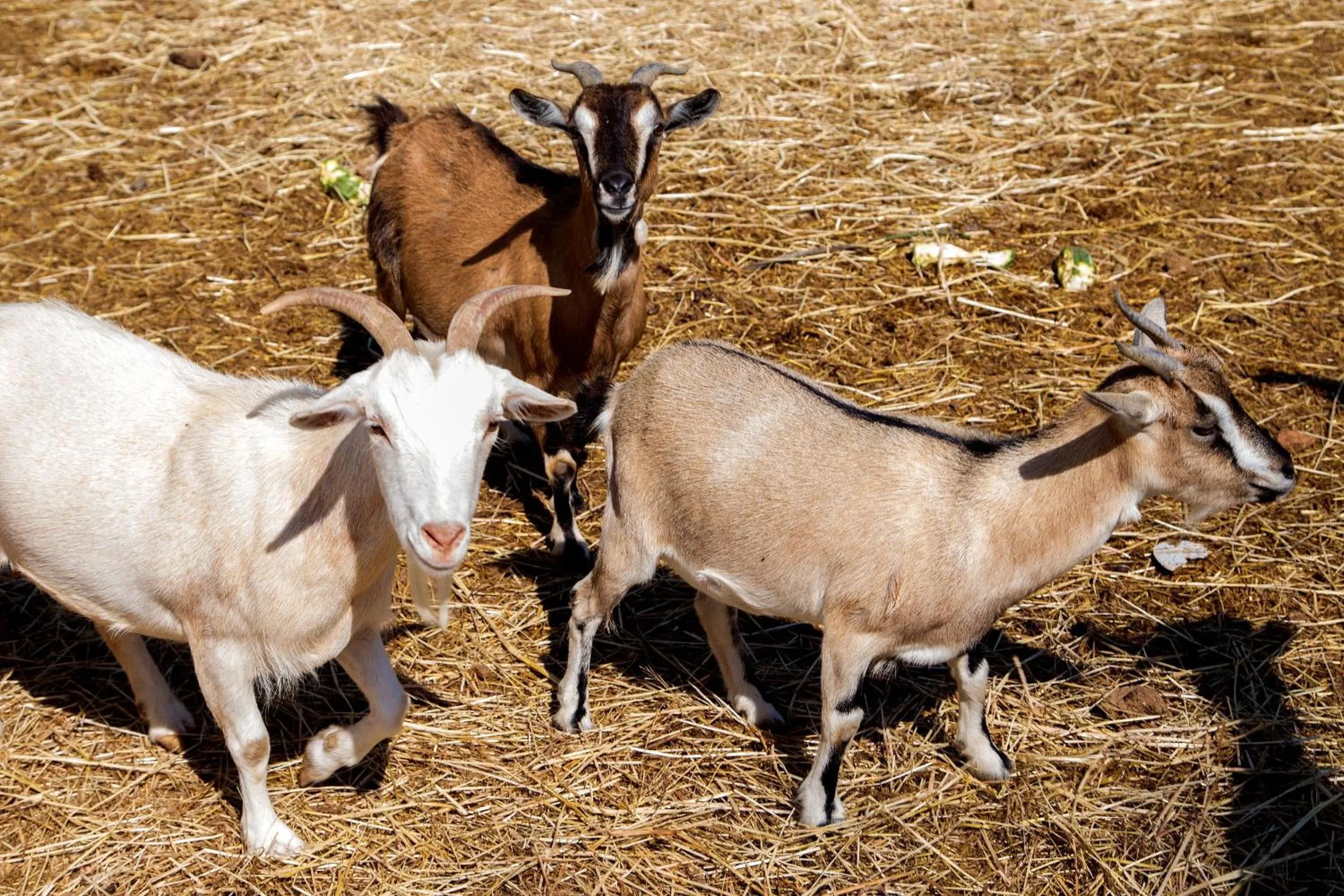Animals in Agriturismo 4 Ricci