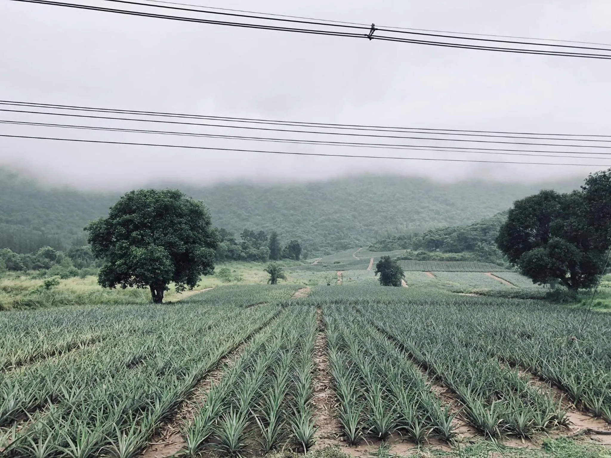 Garden in Orchard Pa La U