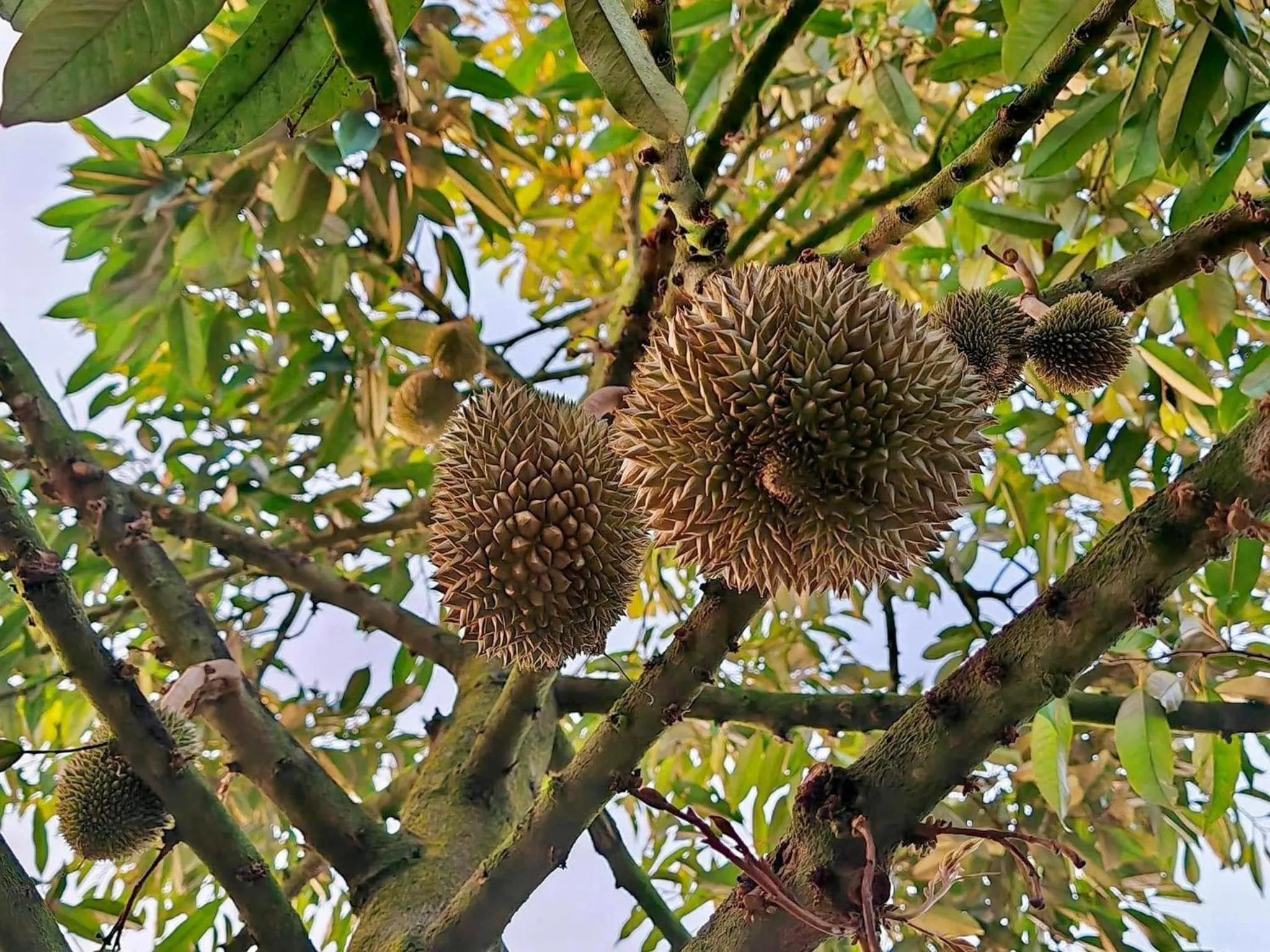 Day in Orchard Pa La U