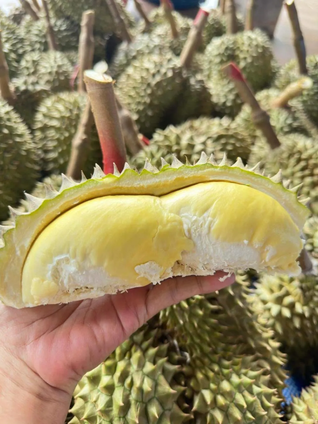 Garden in Orchard Pa La U