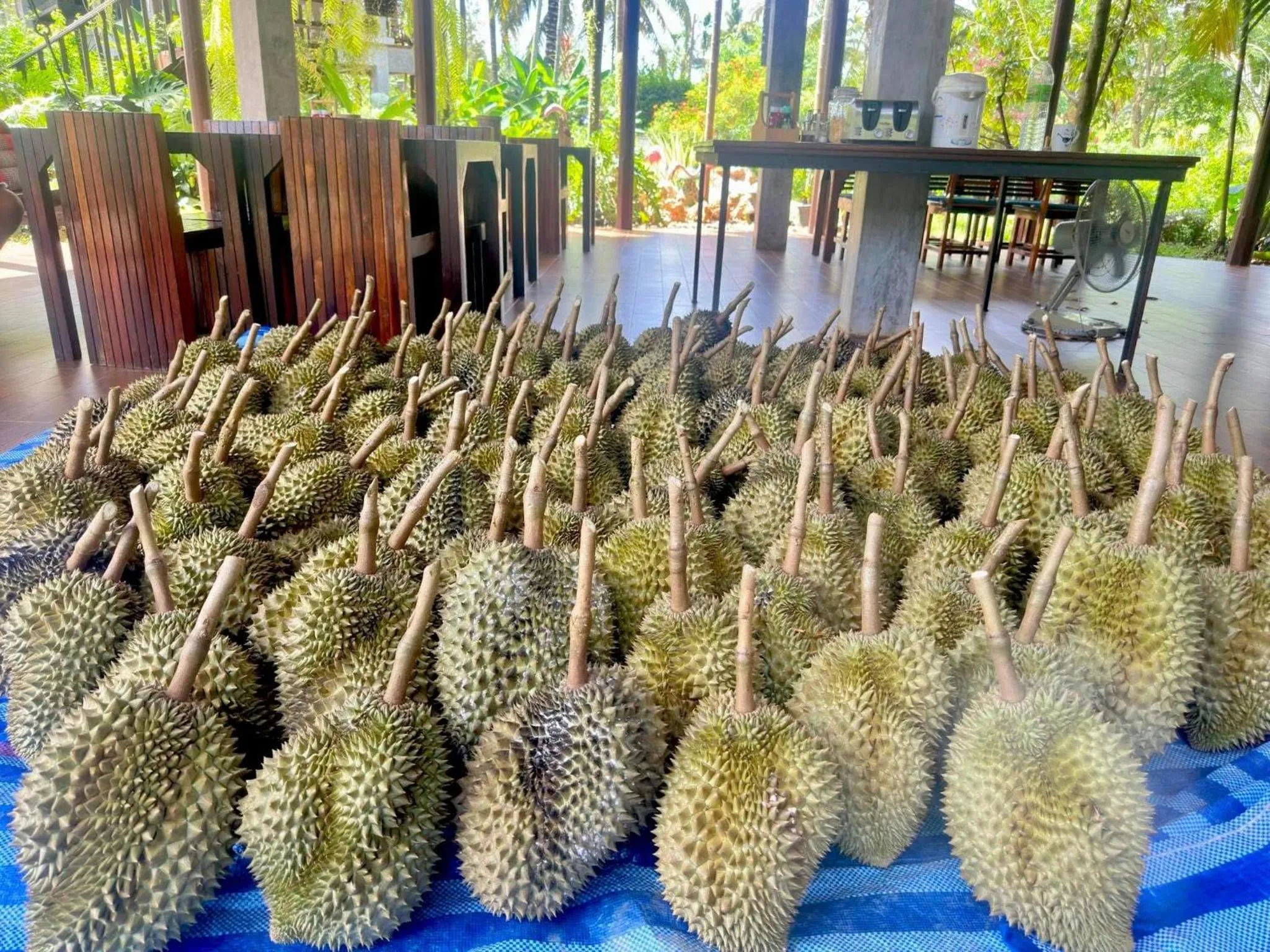 Day in Orchard Pa La U