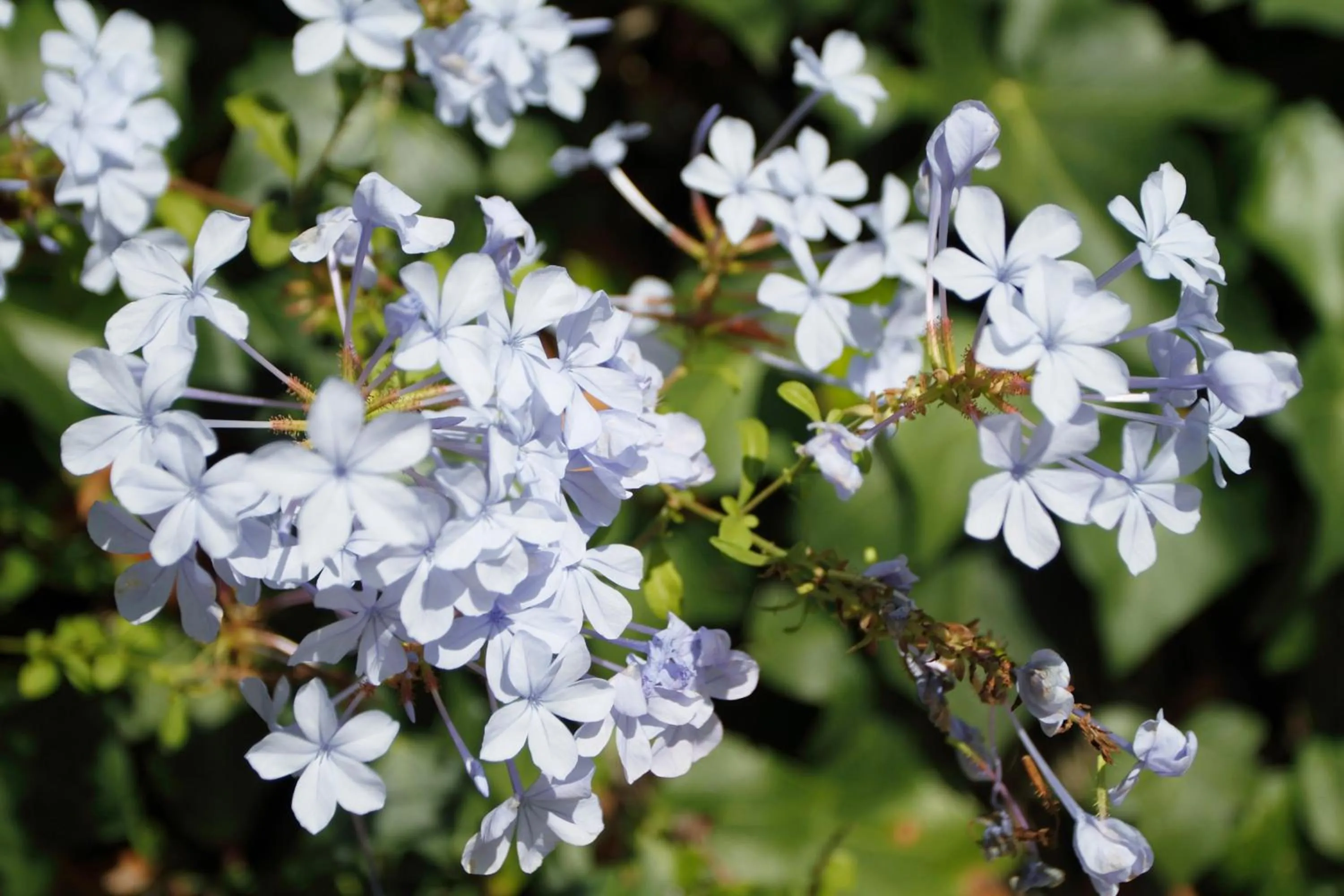 Garden in Vivienda Rural Atlántico Sur & Familias