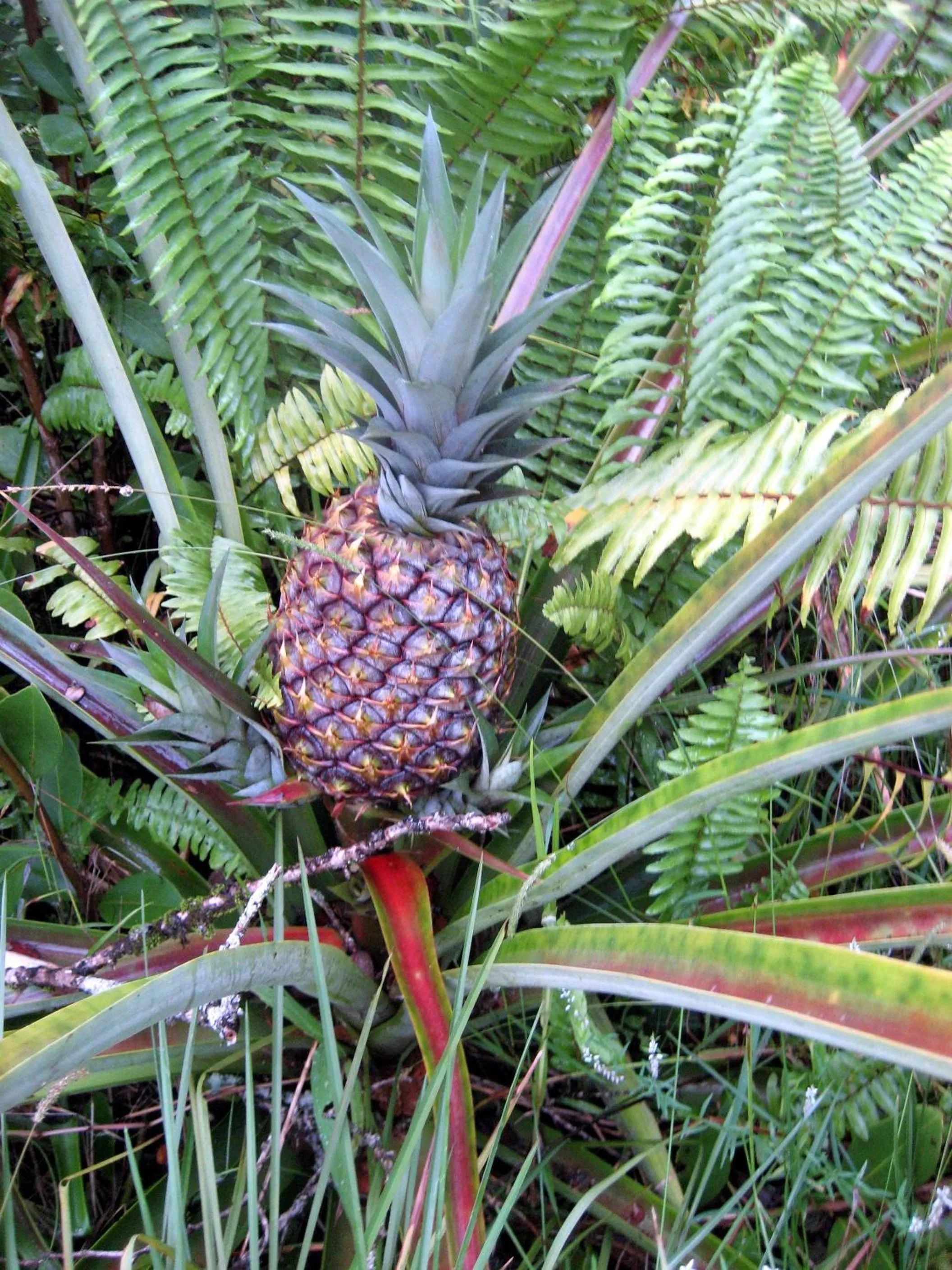 Garden in Keaau Place