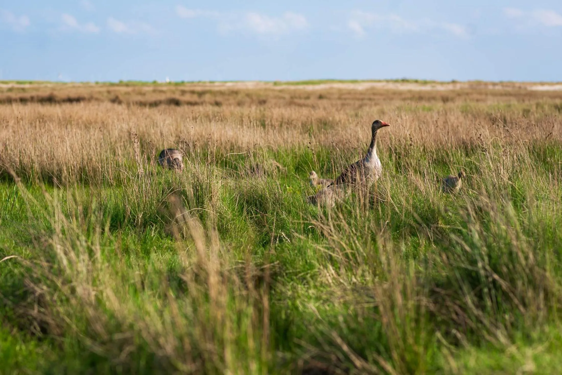 Natural landscape in Hotel das Miramar
