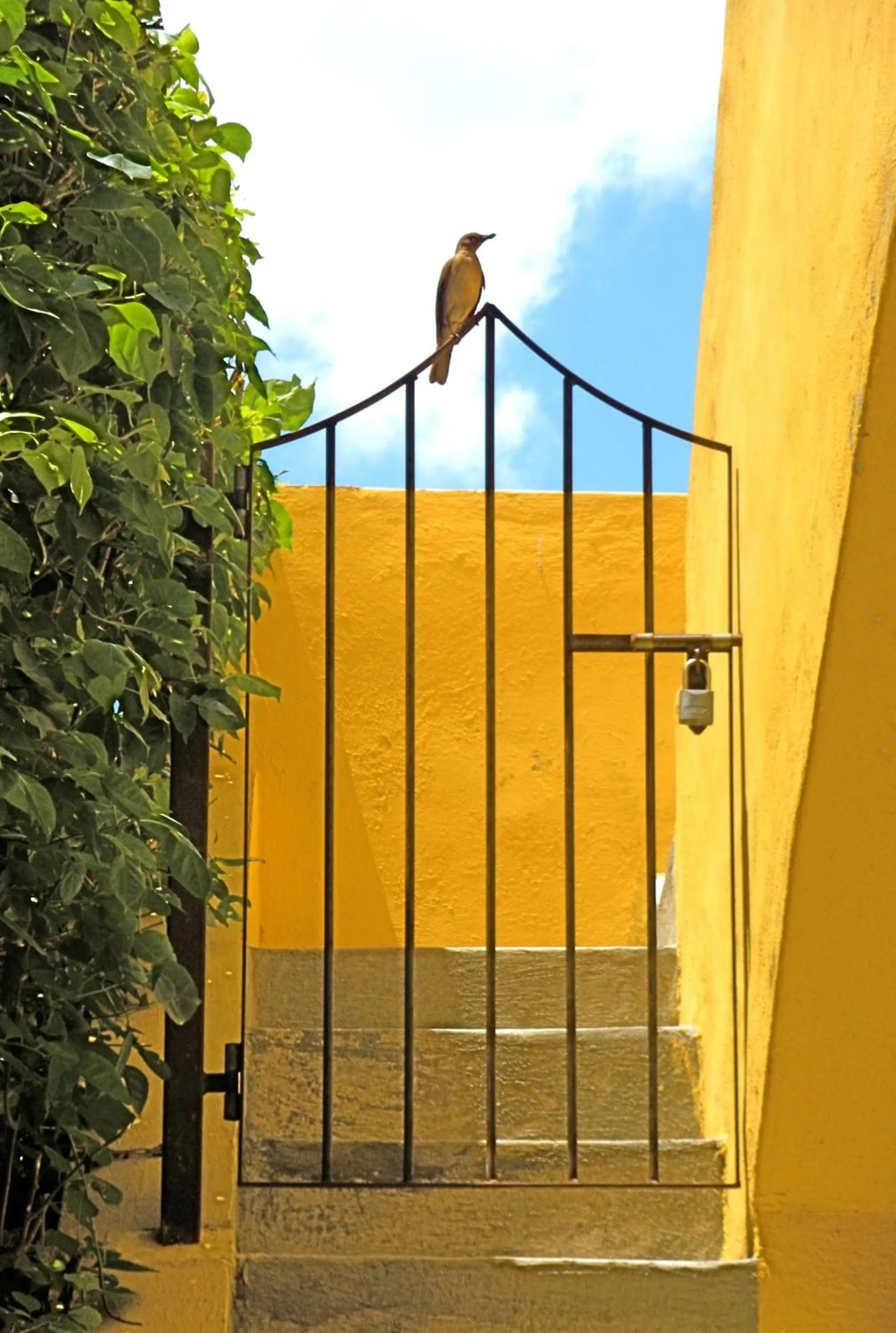 Animals in Hacienda Misne