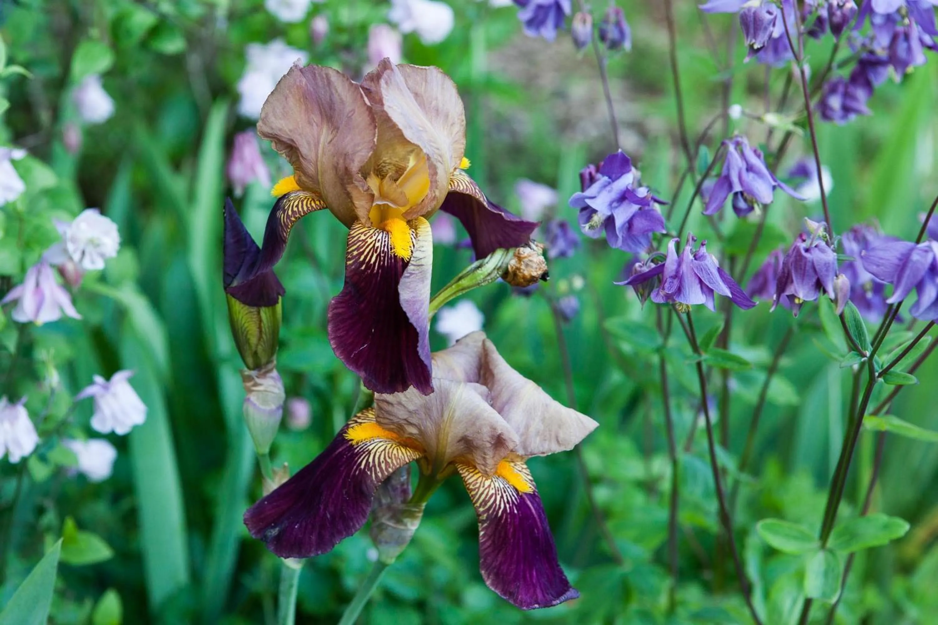 Garden in Pen-y-bryn Lodge