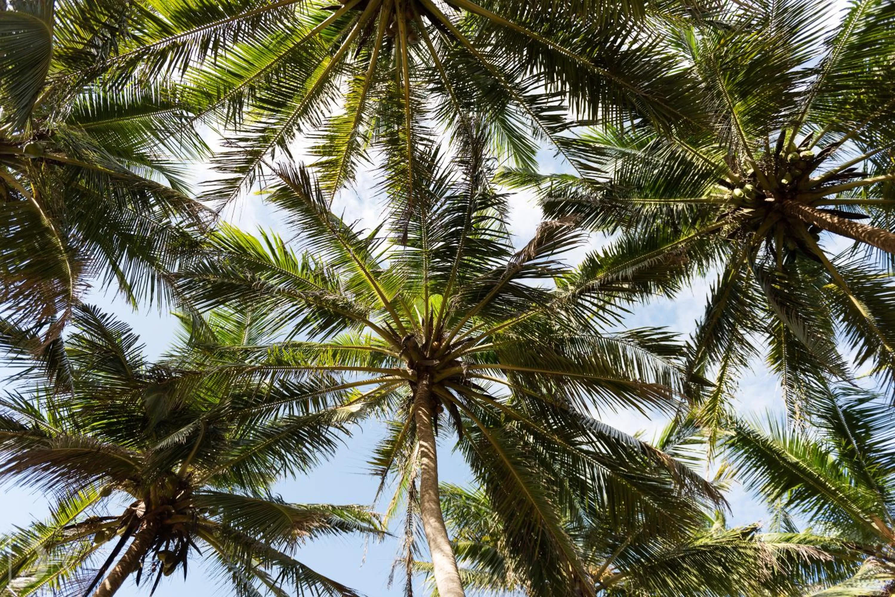 Natural landscape in Turtle Bay Boutique Hotel
