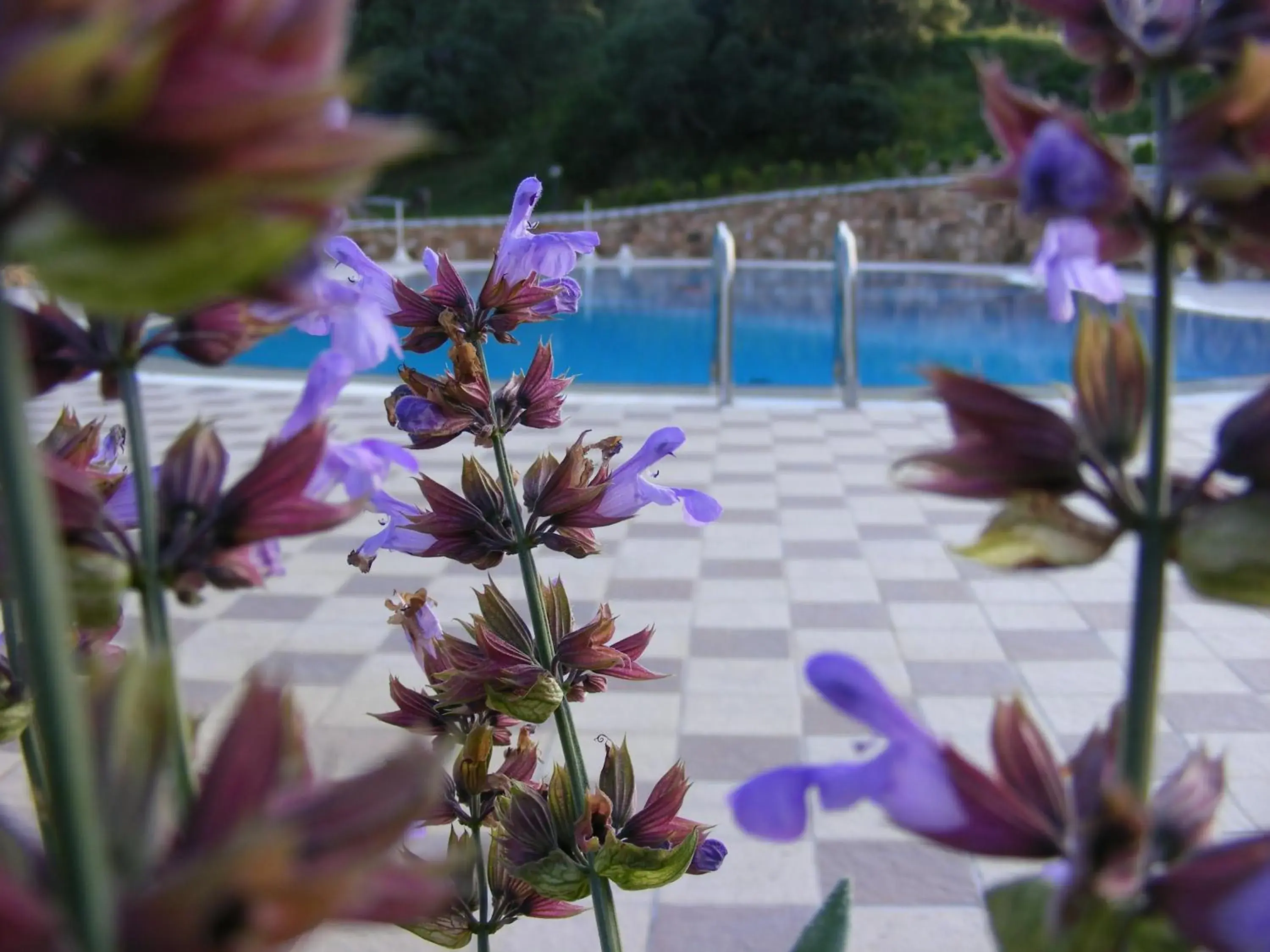 Swimming pool in Tenuta Su Vrau Swimming pool in Tenuta Su Vrau
