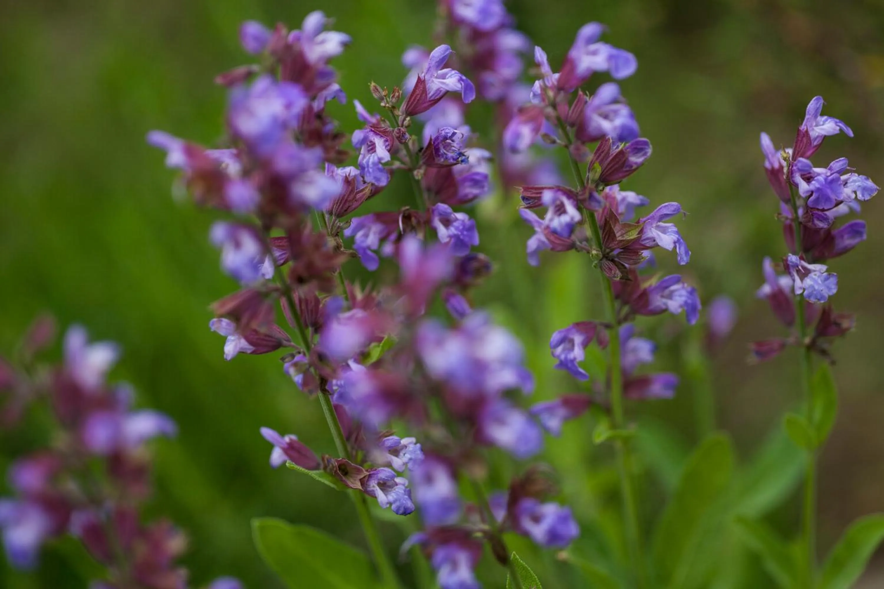 Decorative detail in Agriturismo Il Cavicchio