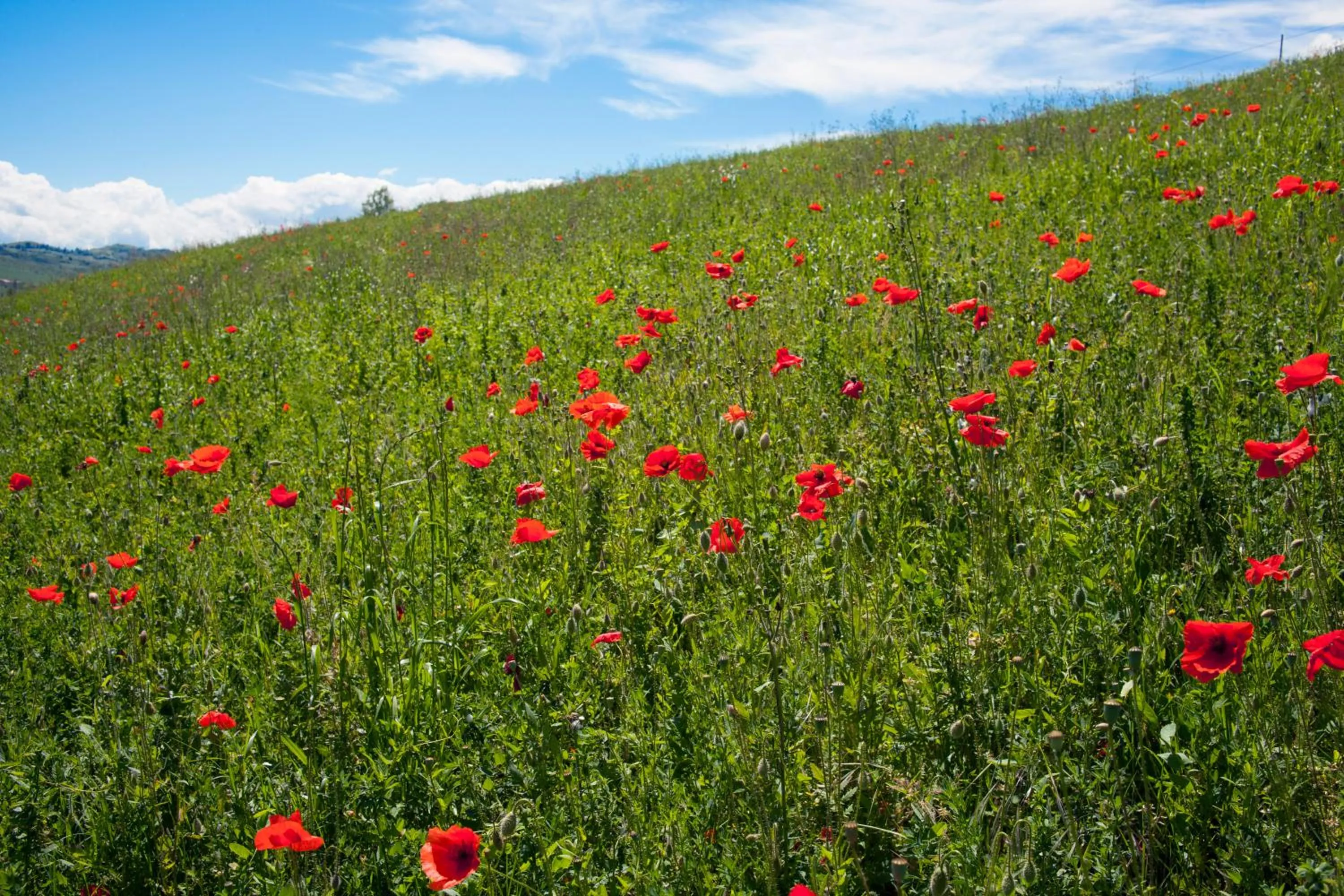 Other in Agriturismo Il Cavicchio