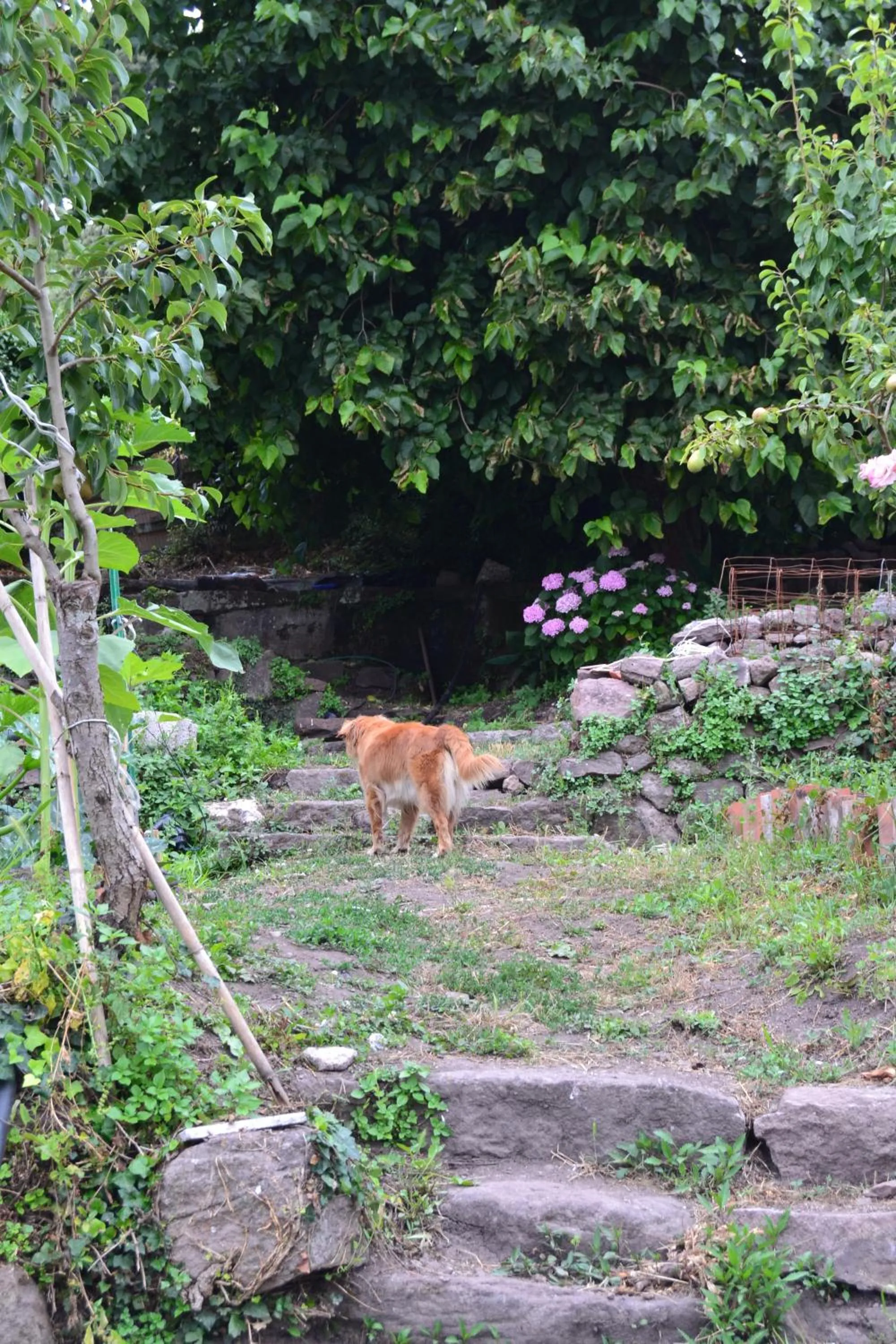 Su Cantaru Guesthouse