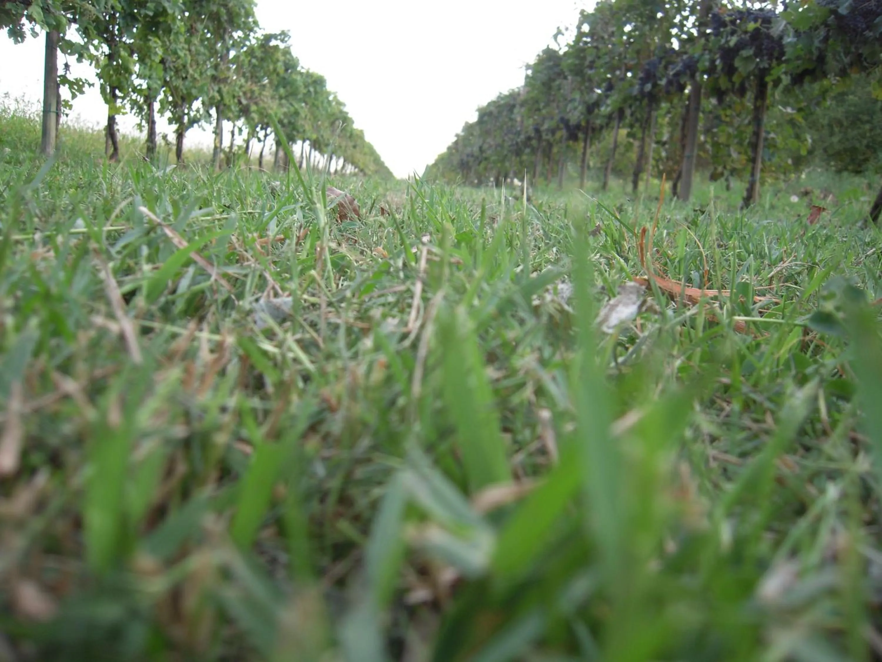 Natural landscape in Agriturismo Ai Carpini