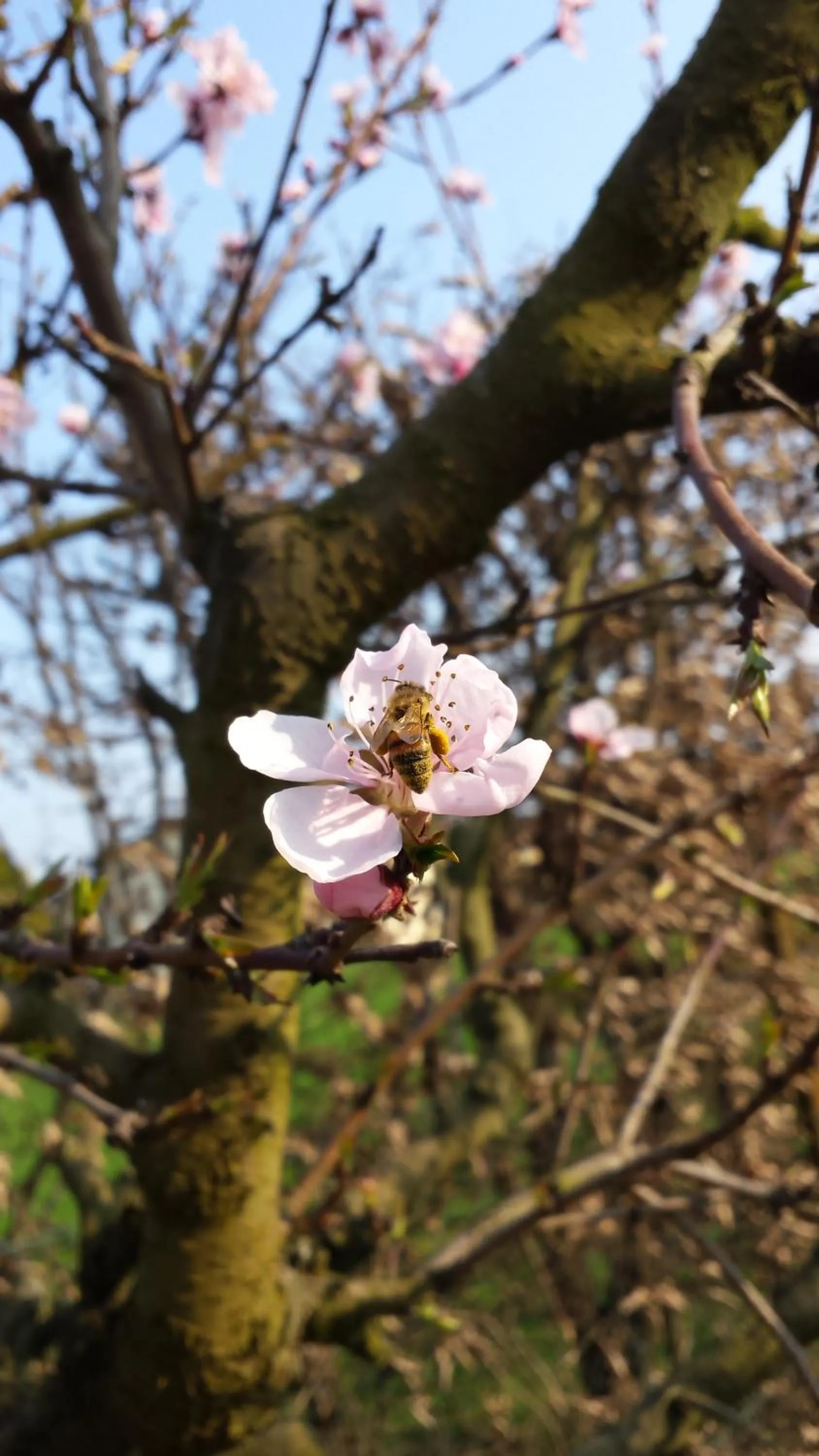 Animals in Agriturismo Ai Carpini