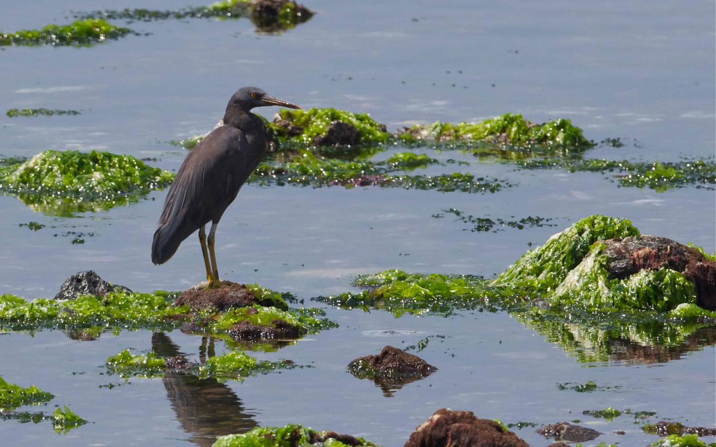 Animals in Bayside Bungalows