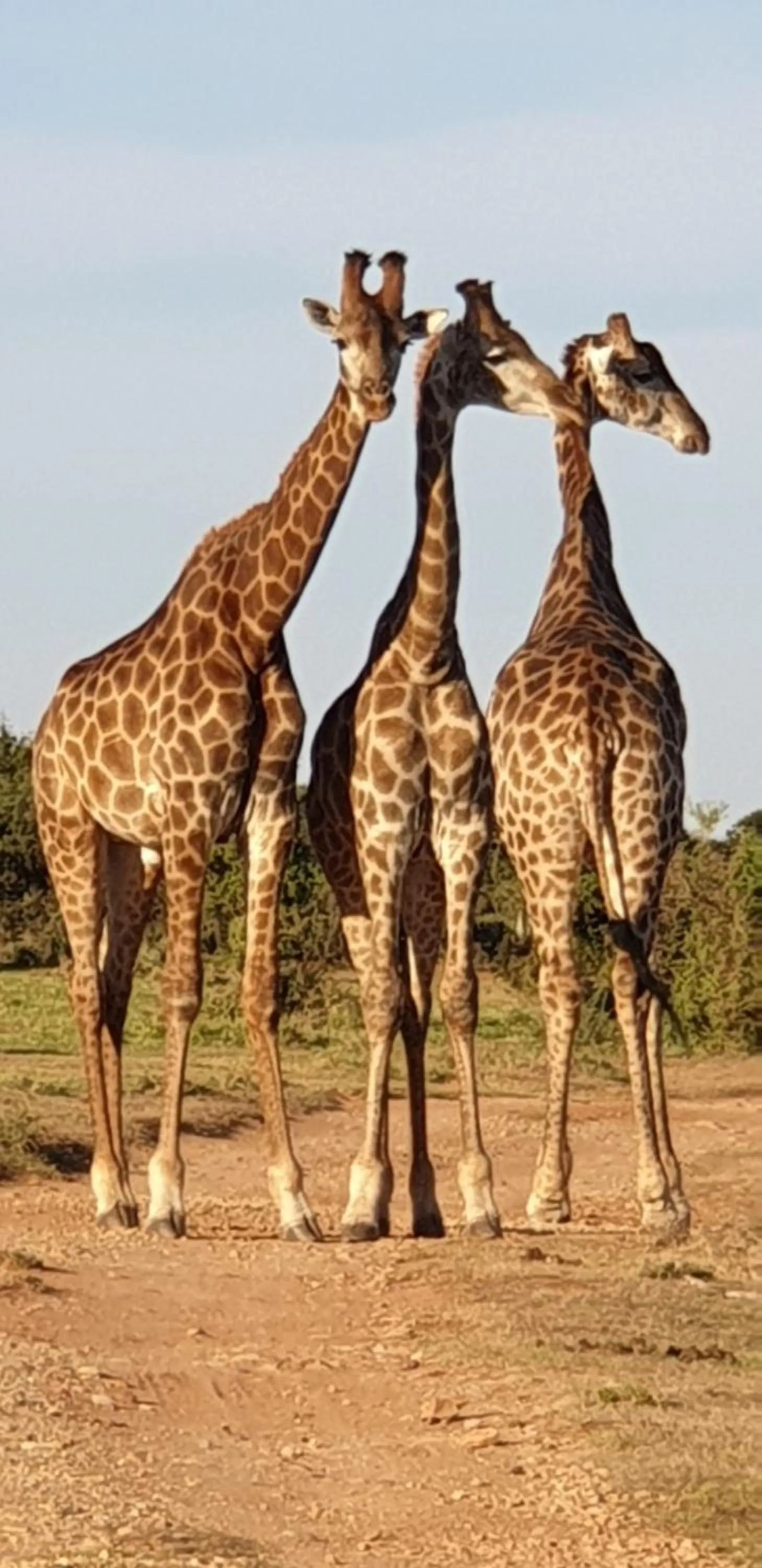 Animals in Valley Bushveld Country Lodge
