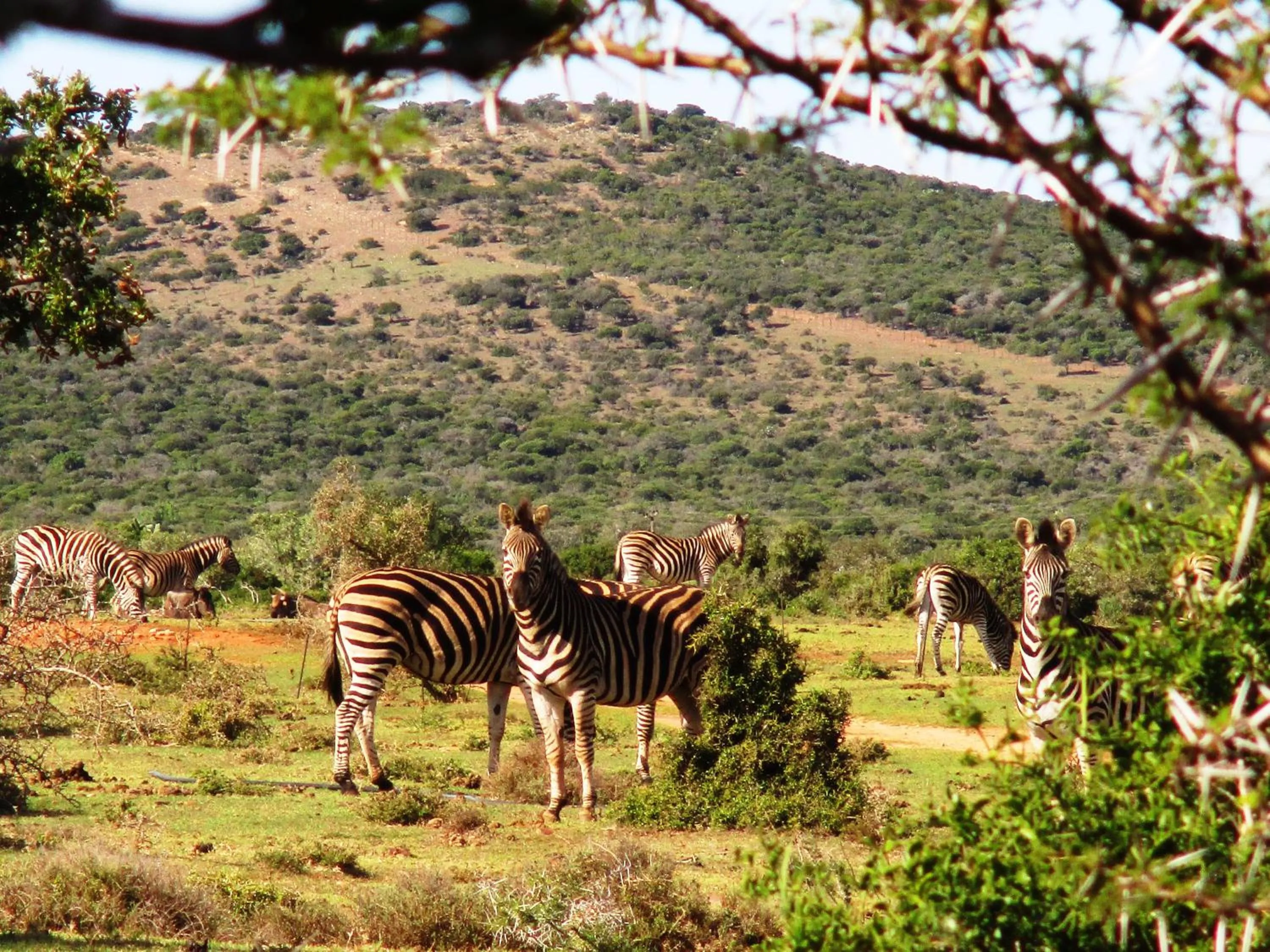 Animals in Valley Bushveld Country Lodge