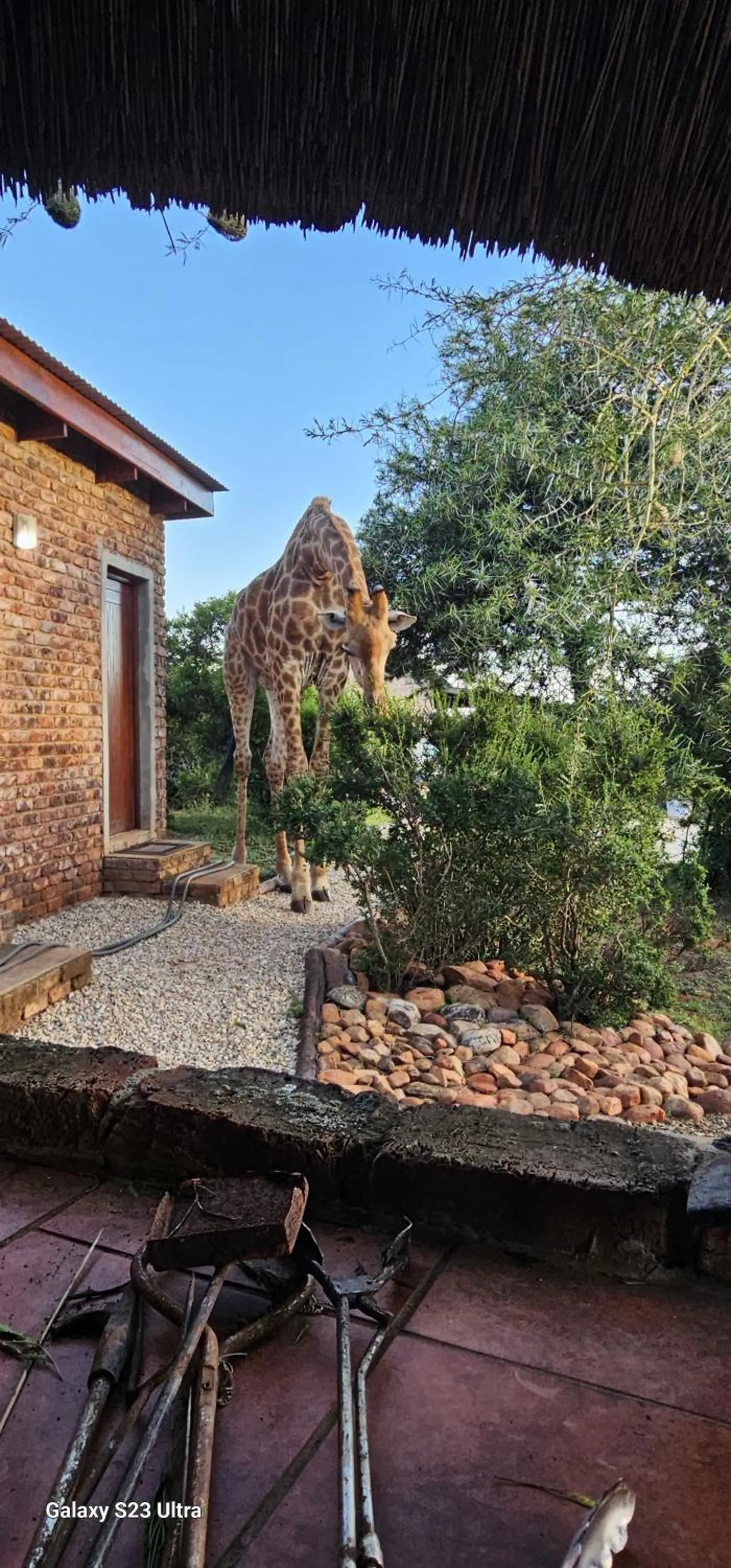 Animals in Valley Bushveld Country Lodge