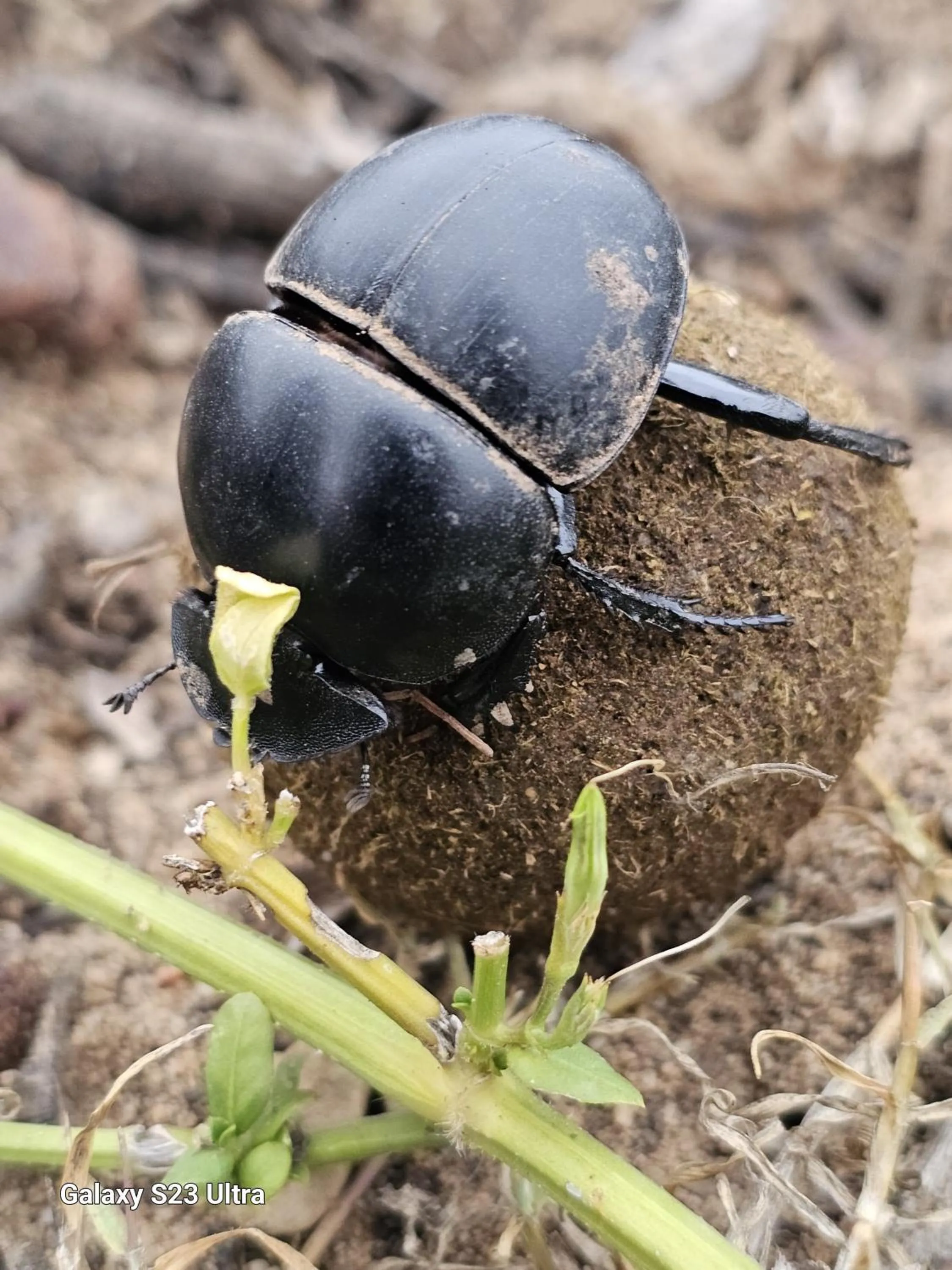 Animals in Valley Bushveld Country Lodge