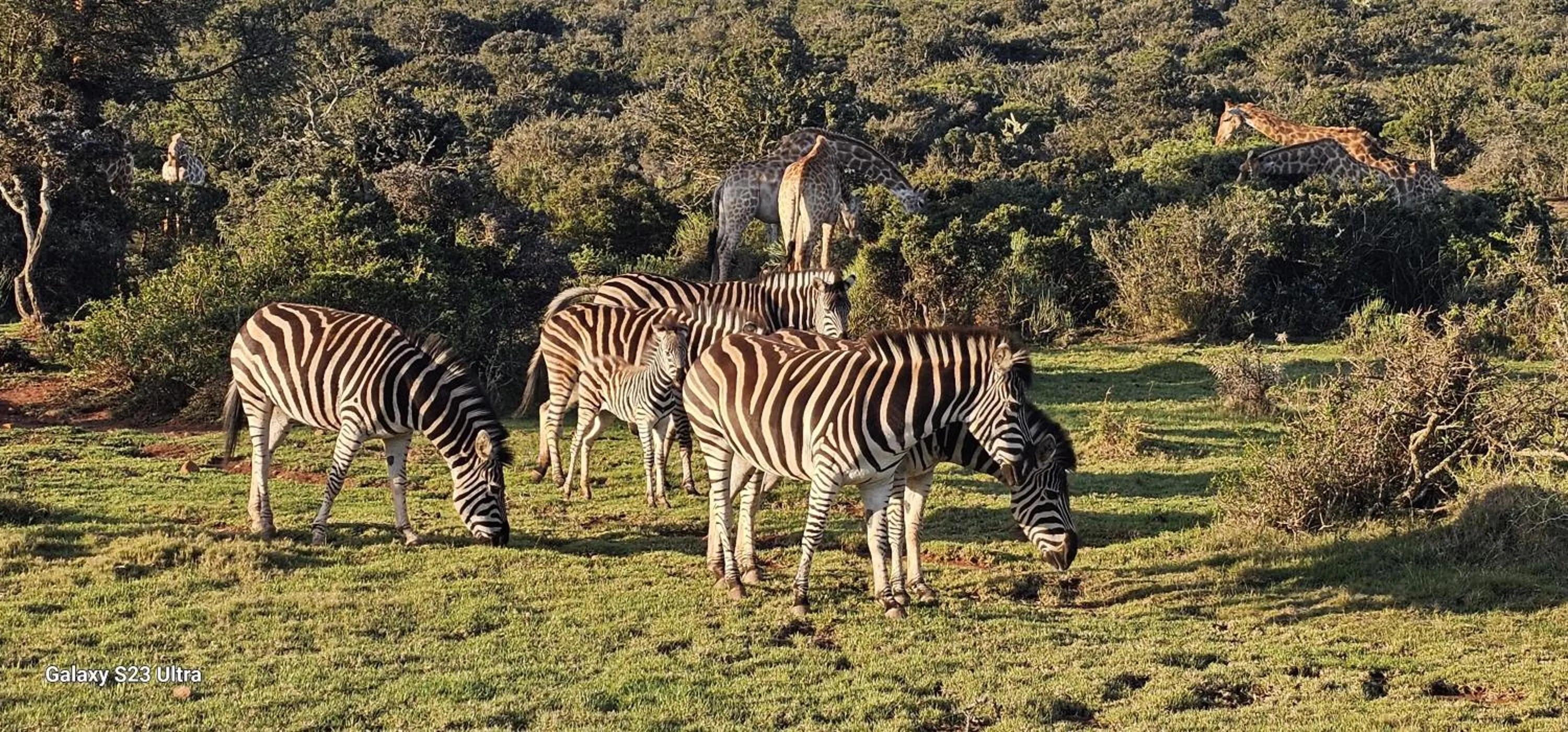 Animals in Valley Bushveld Country Lodge