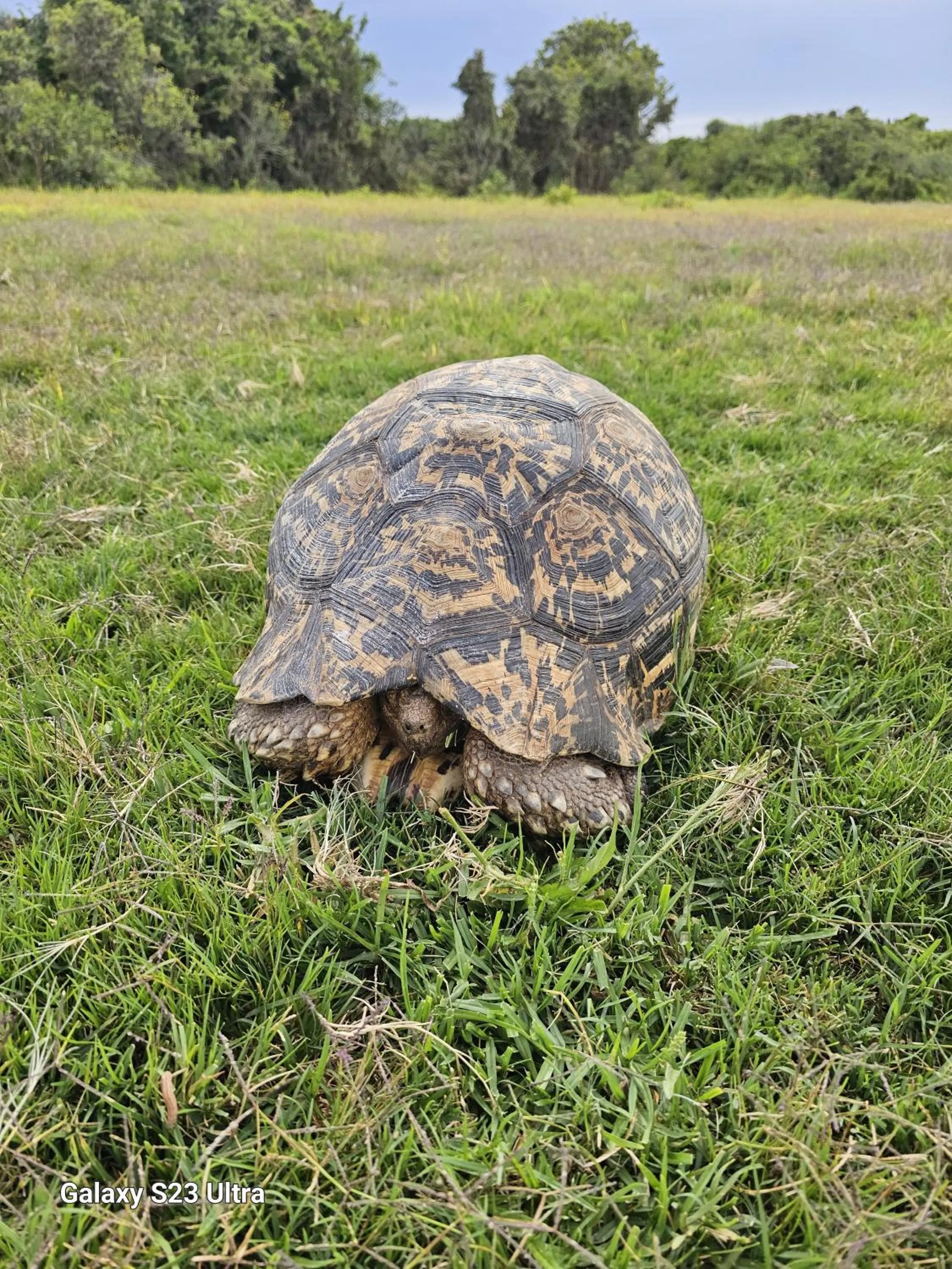 Animals in Valley Bushveld Country Lodge